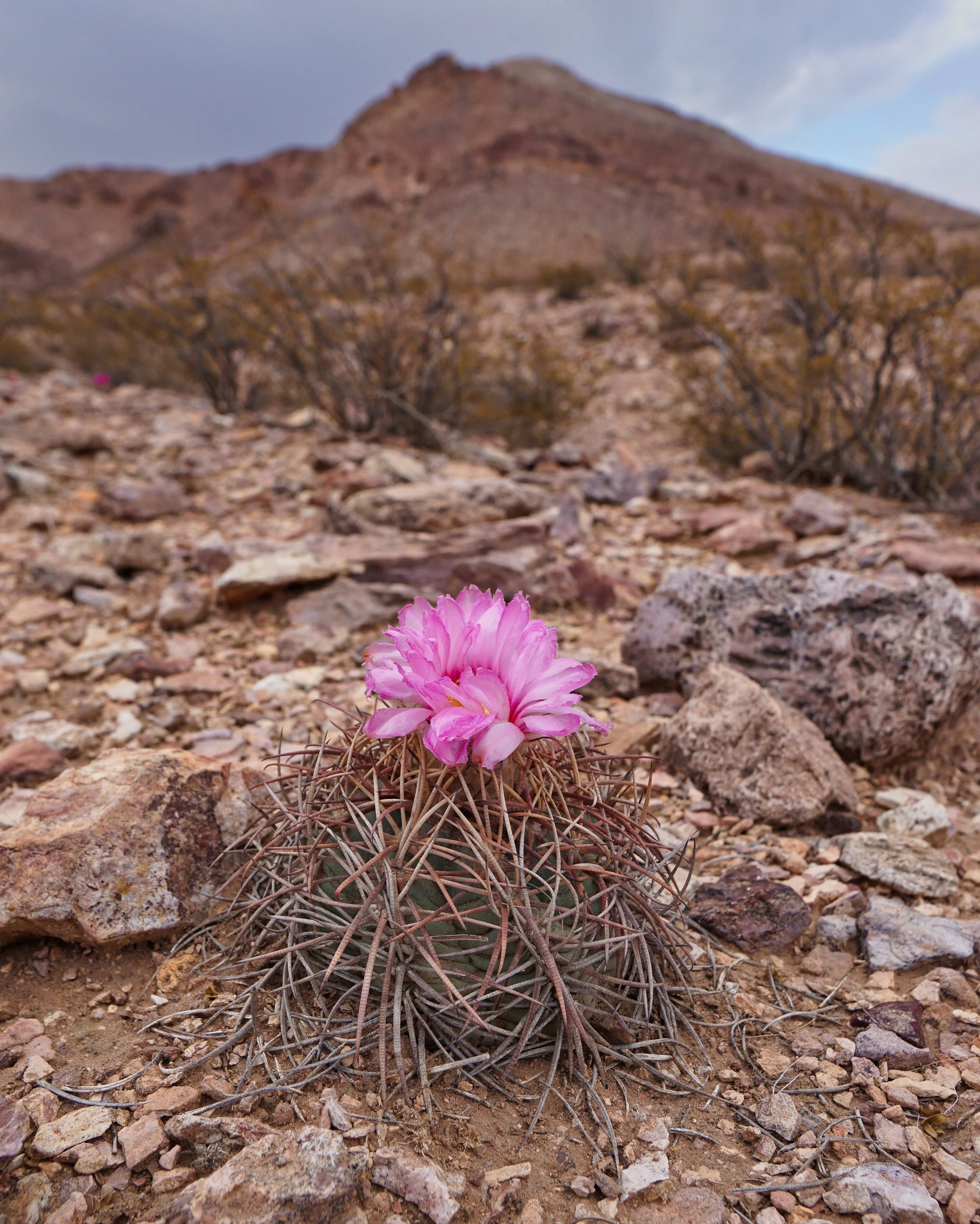Desert Bloom 006