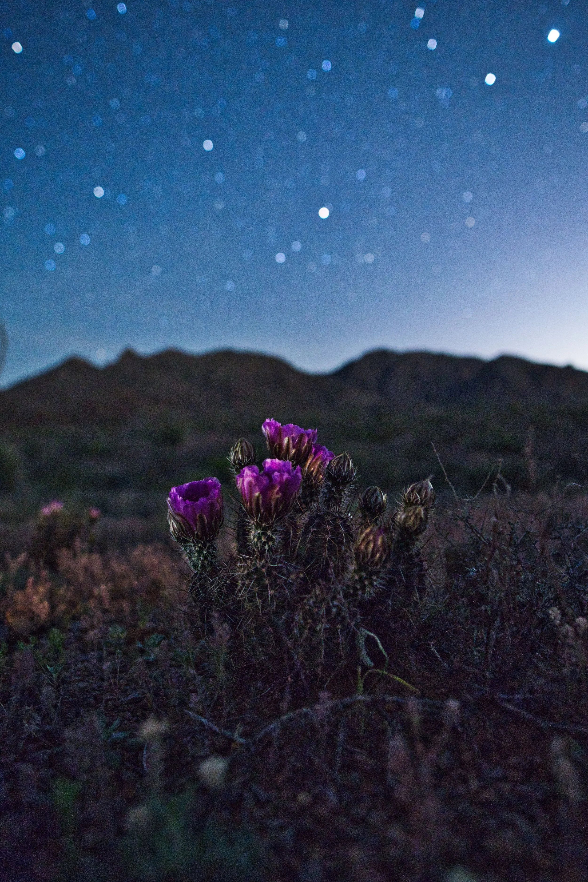 New Mexico Nightfall 001
