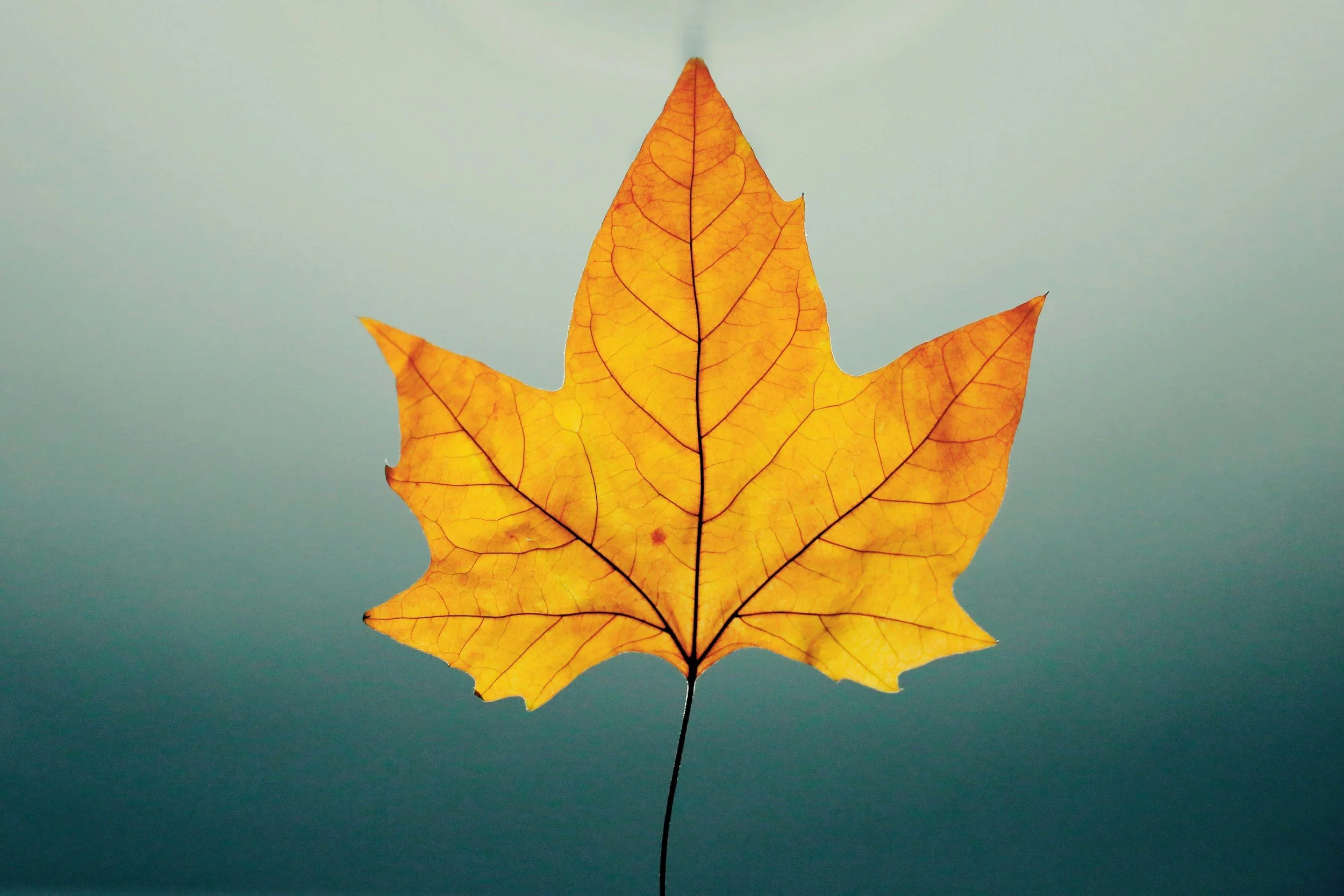 Embracing Fall