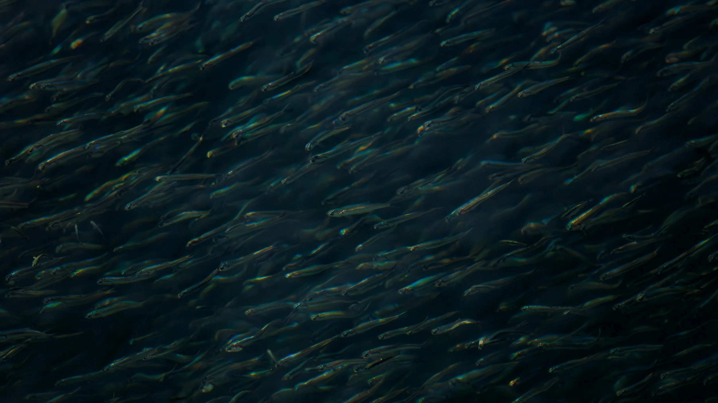 Dozens of small fish swimming synchronously in a horizontal stream through the dark waters near the boardwalk in Olympia, Washington.
