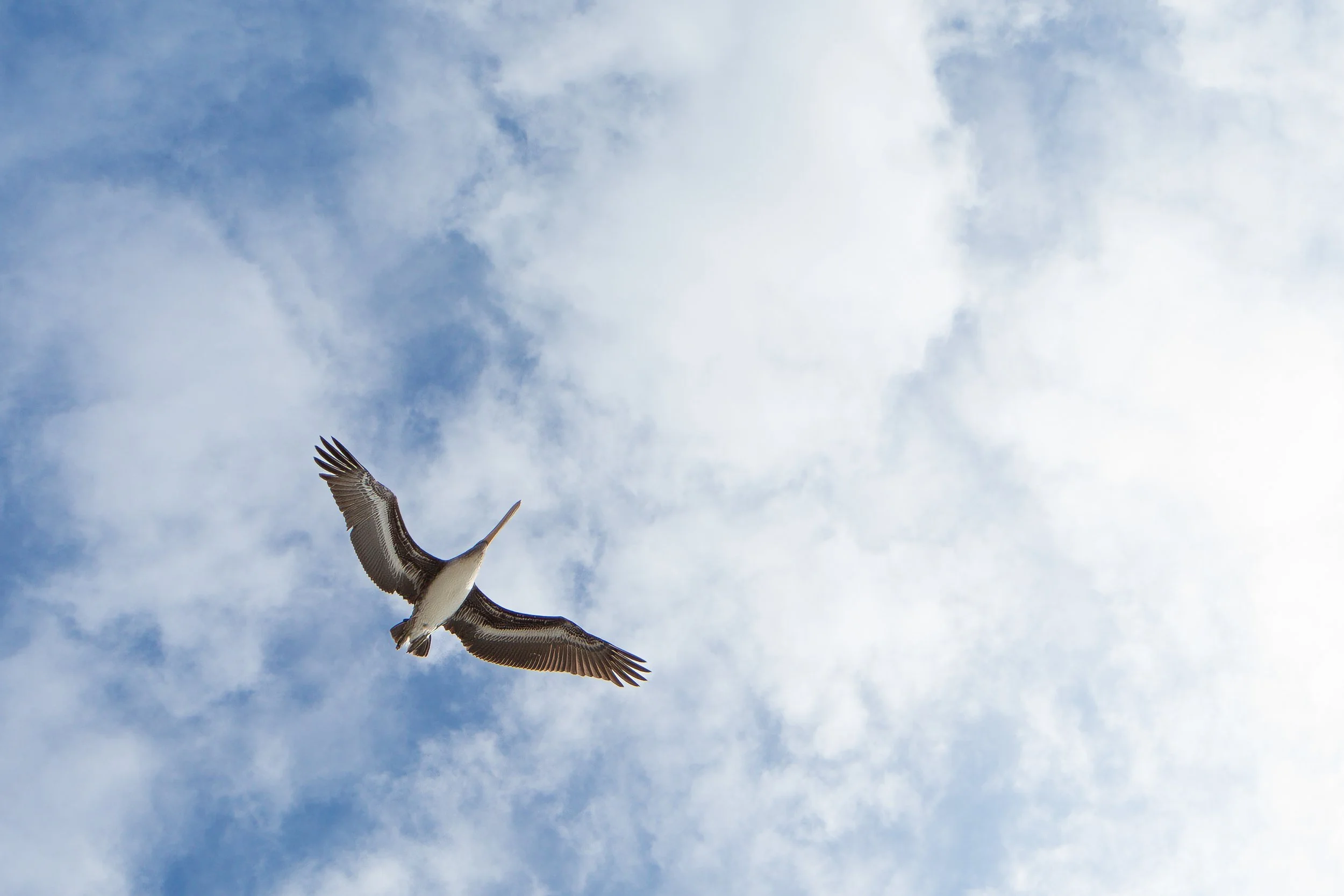 Brown Pelican LaPush WA-1.jpg