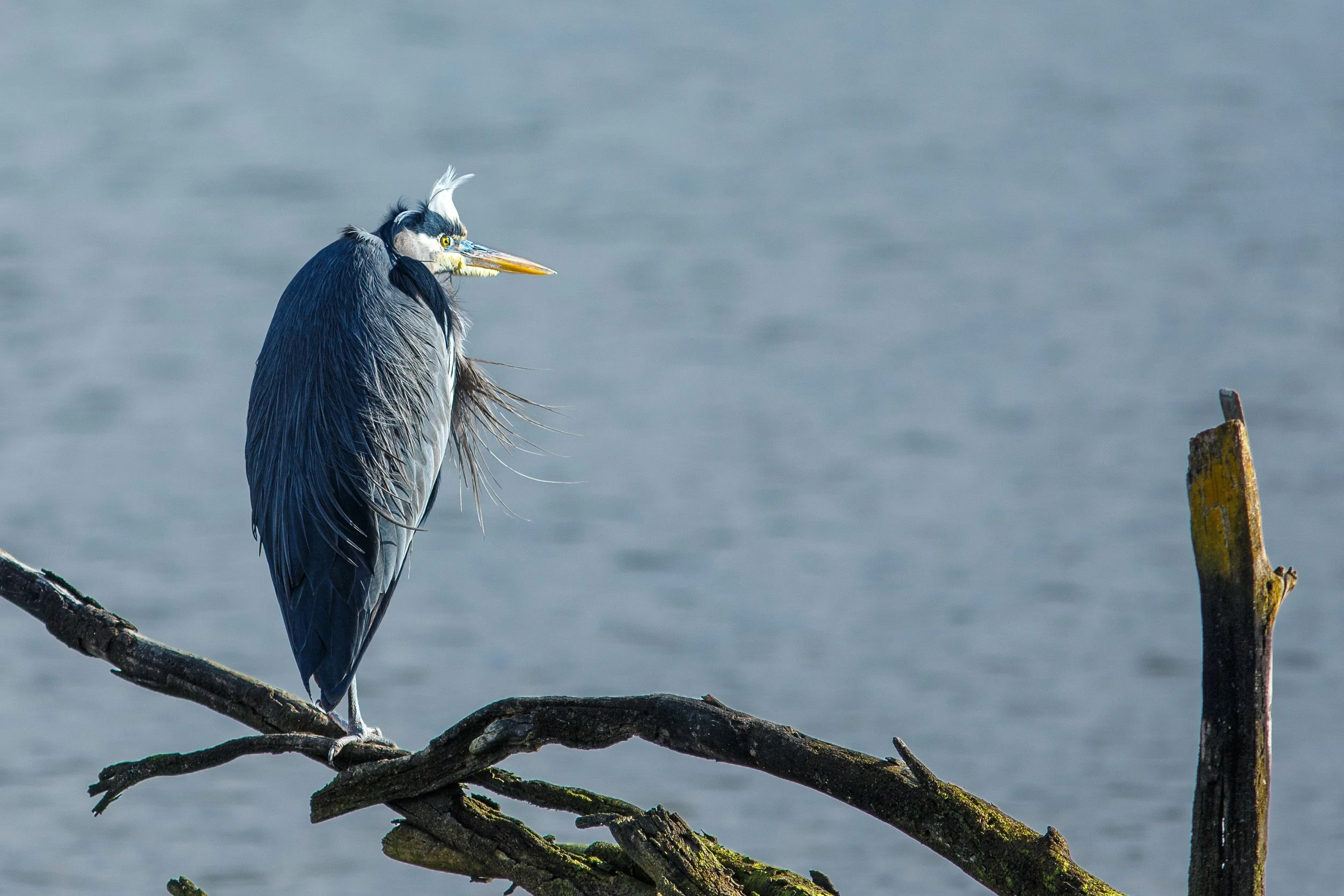 A Visit to the Billy Frank Jr. Nisqually National Wildlife Refuge