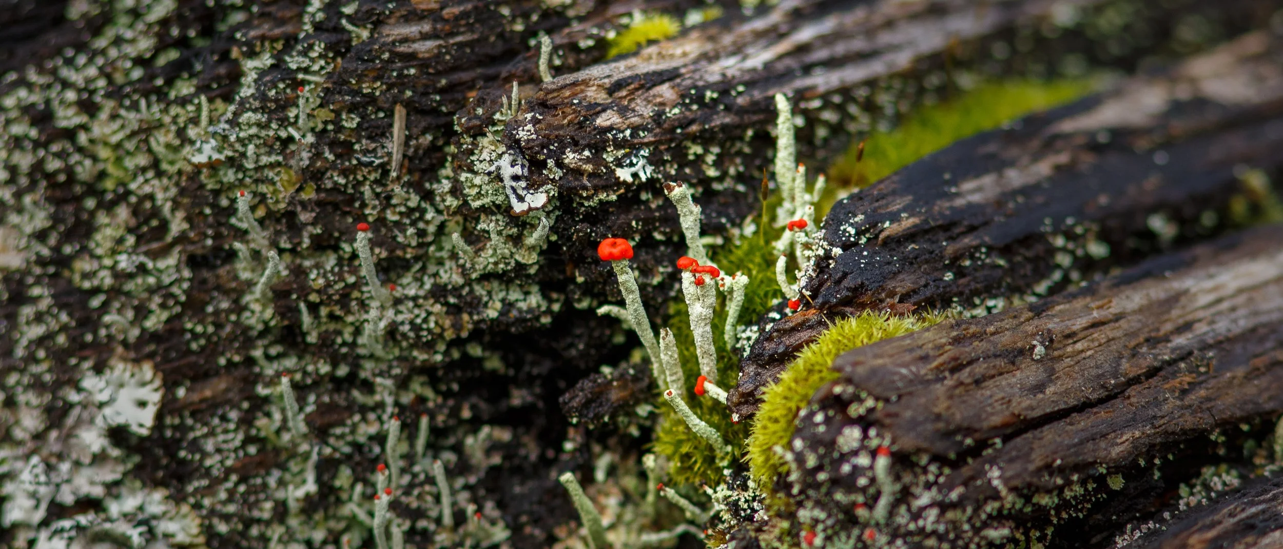 Solo: Reflections on Sports, Storytelling, and Purpose