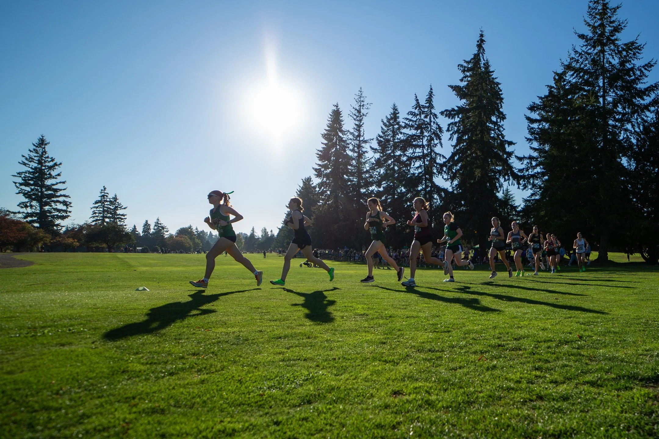 Wide-angle landscape of cross country runners silhouetted against a bright low sun and tall pine trees on a green golf course fairway.