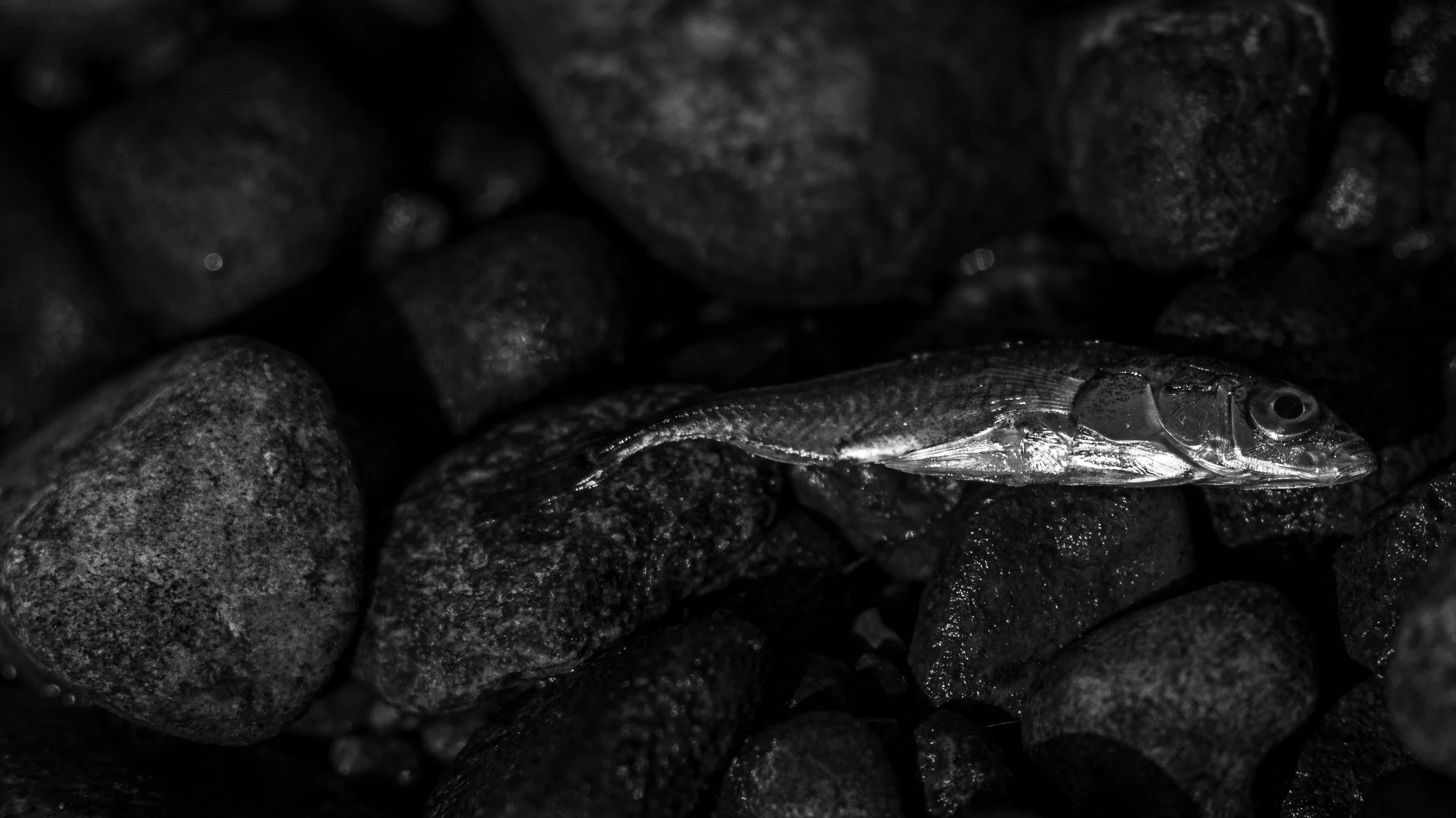 High-contrast black and white photograph of a small fish washed up on smooth, dark rocks along the shore of Puget Sound in downtown Olympia.
