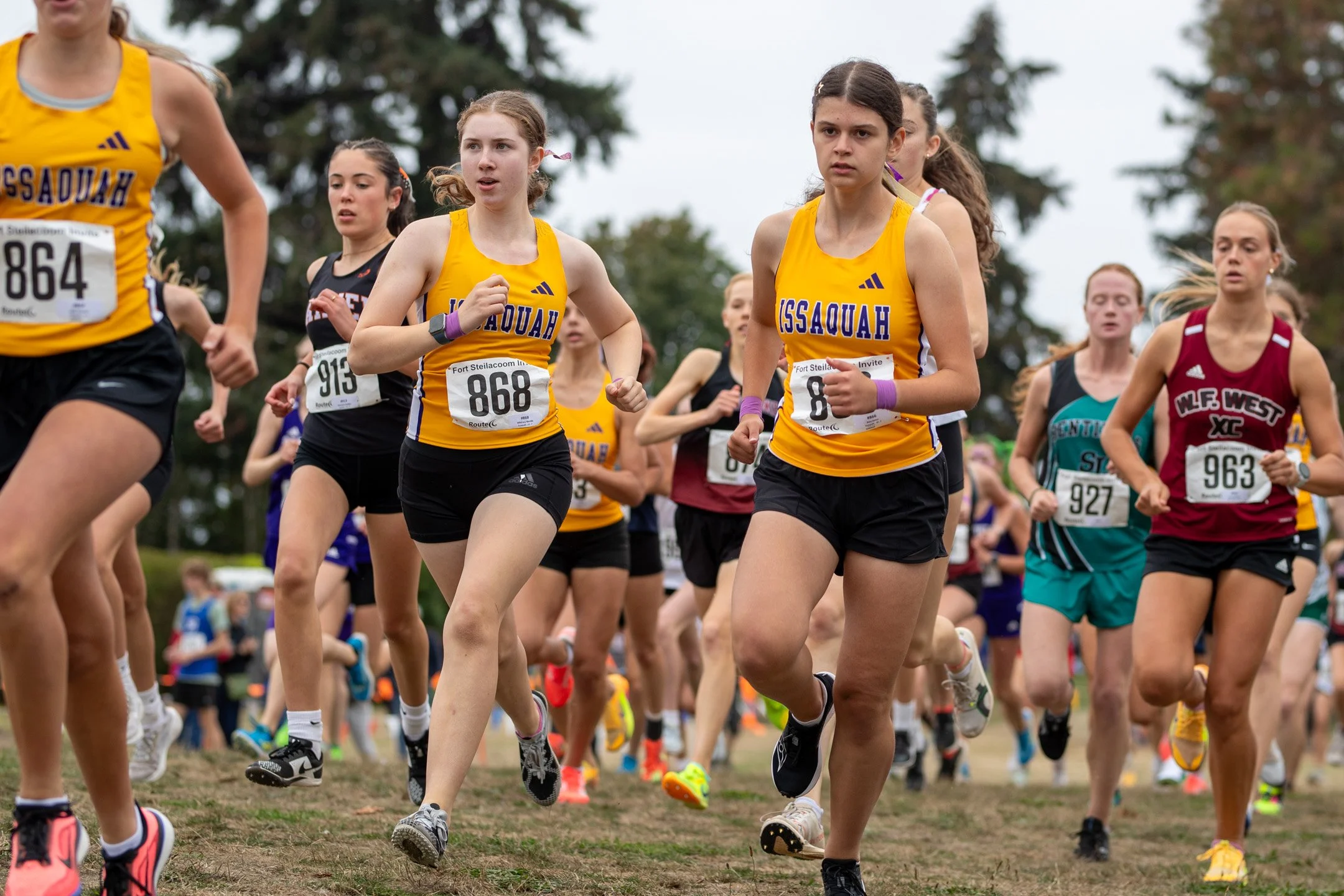 A pack of Issaquah High School girls cross country runners wearing yellow and blue uniforms competing together on a grassy course.