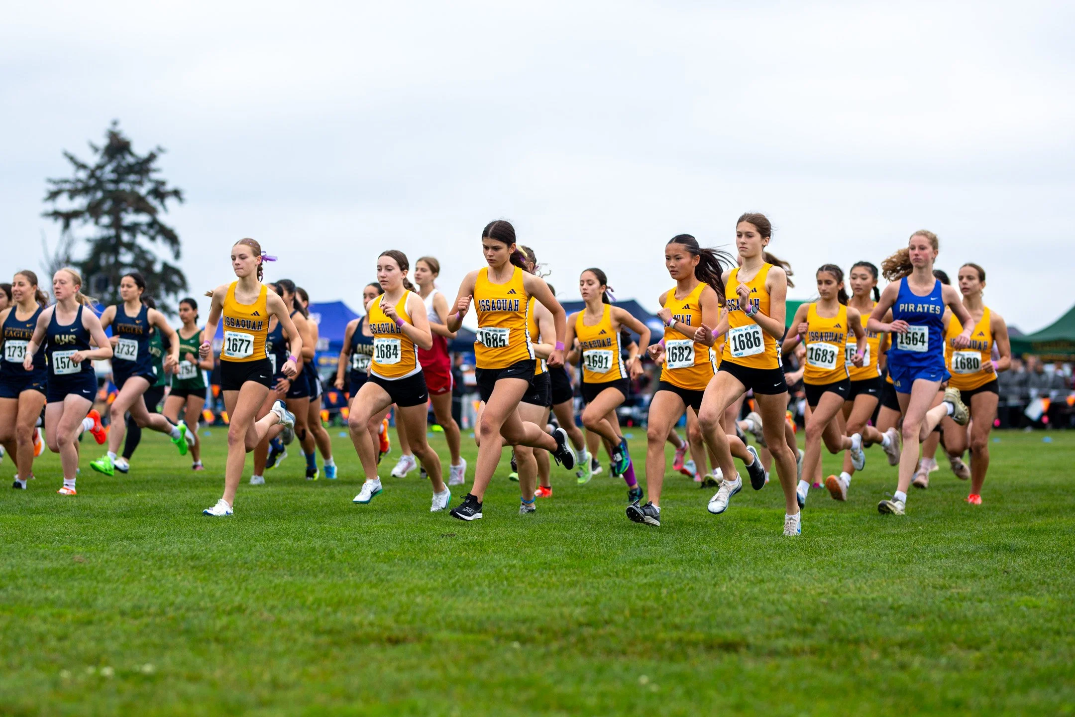 A large pack of high school girls cross country runners, led by a line of Issaquah athletes in matching gold and black jerseys, sprinting across an open green field at the start of the JV Gold race.
