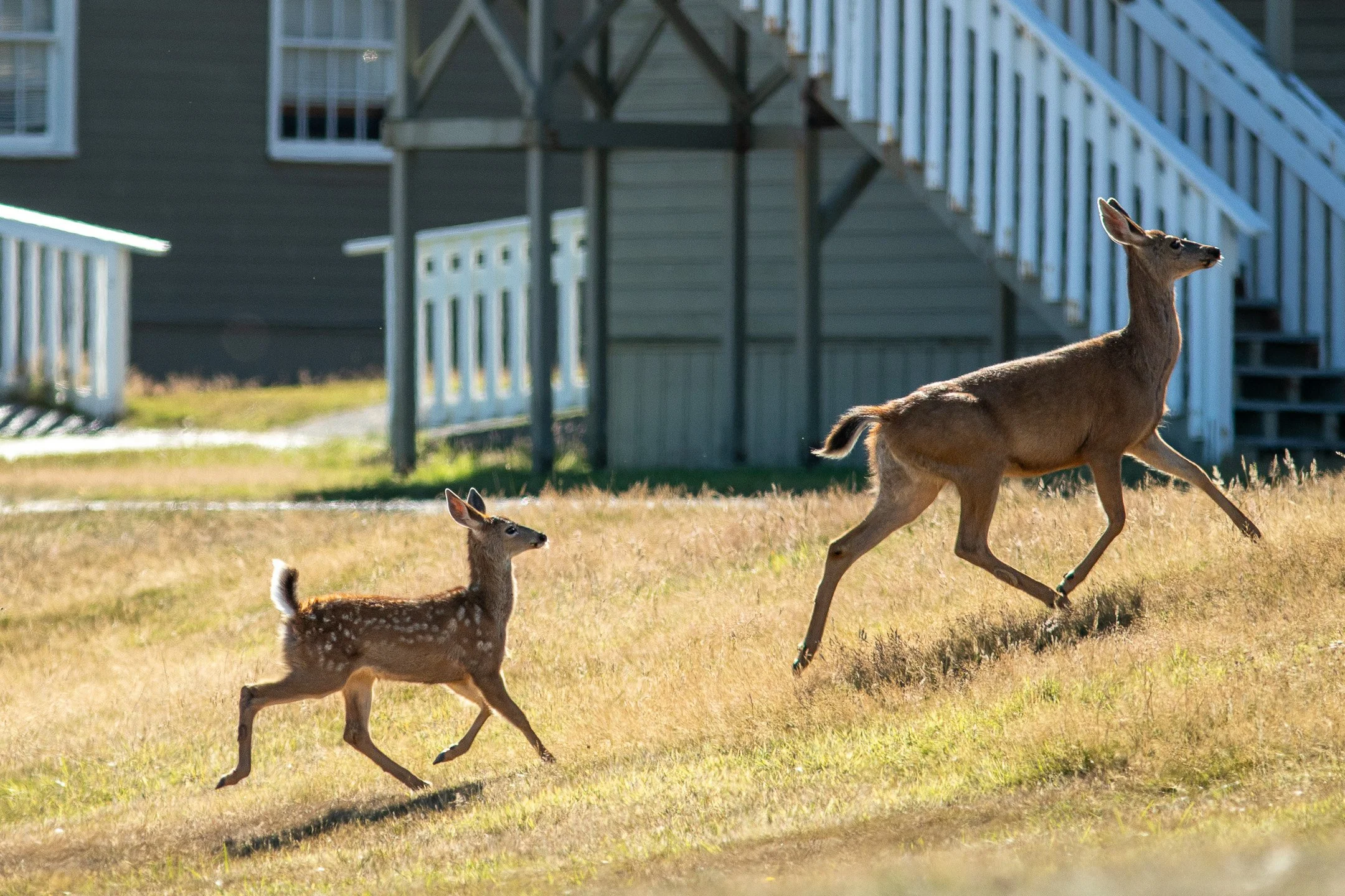A Columbian black-tailed deer doe and fawn bounding across the grassy lawn in front of historic white officers' quarters at Camp Casey.
