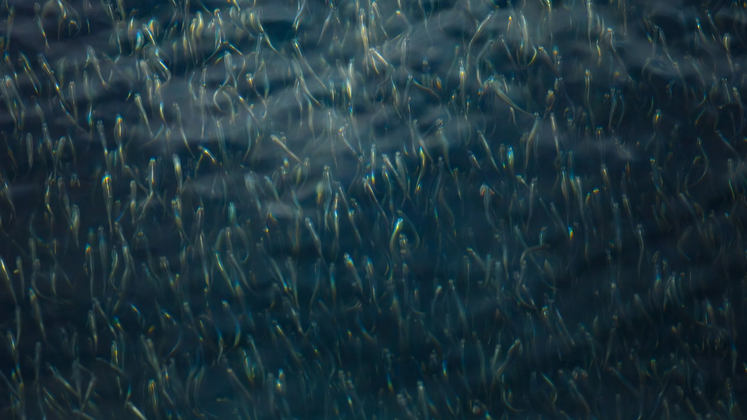 An abstract, textured view of a dense school of small silvery fish swimming through the dark blue waters of Budd Inlet off the Olympia Boardwalk.