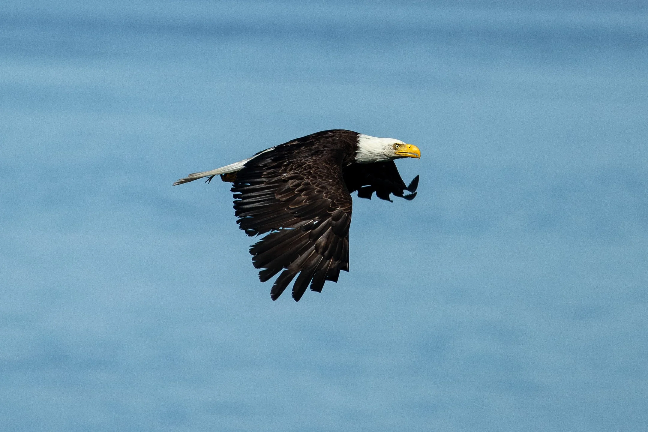 An American Bald Eagle in mid-flight with dark wings spread low over the blue water of Admiralty Inlet off Fort Casey.