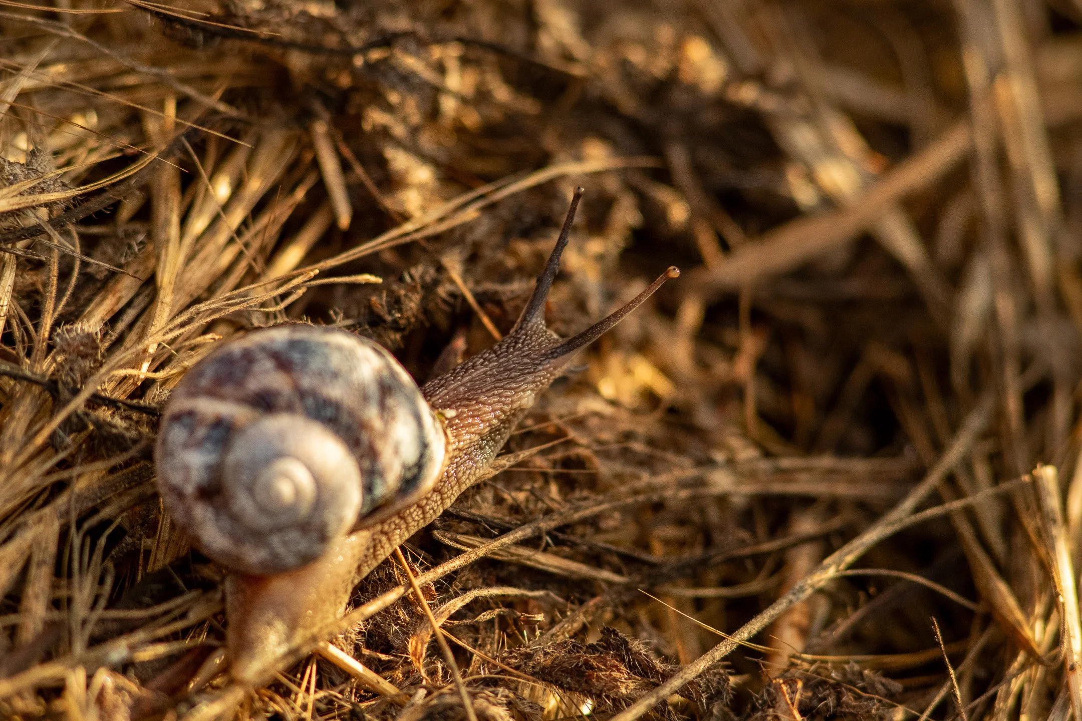 Close-up detail of a snail resting among wild coastal grasses on the bluffs overlooking Admiralty Inlet at Fort Casey State Park.