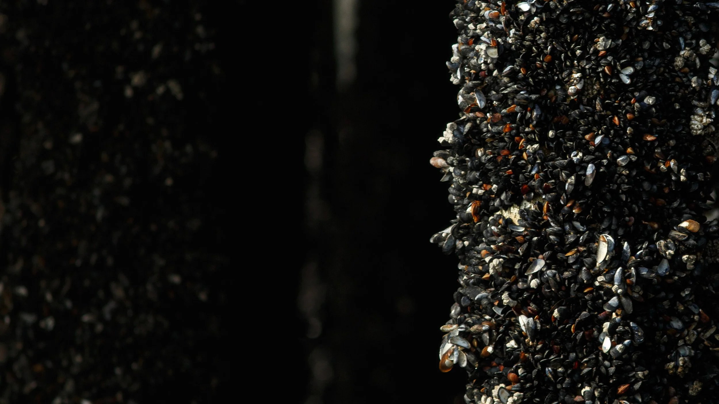 Close-up macro photography of dock pilings densely covered in mussels and barnacles, exposed during an extreme low tide at the Olympia Boardwalk in Washington.