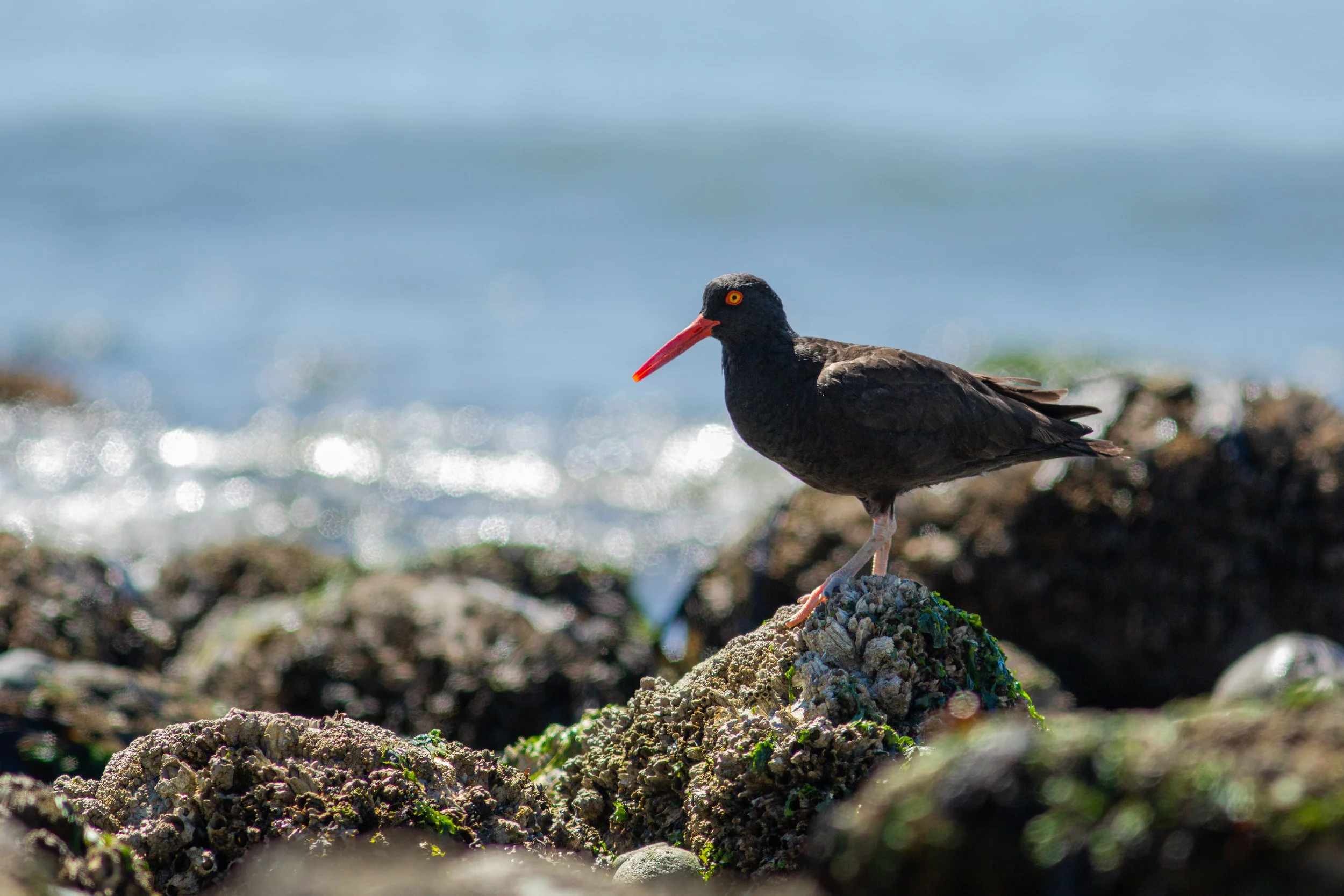 Black Oystercatcher