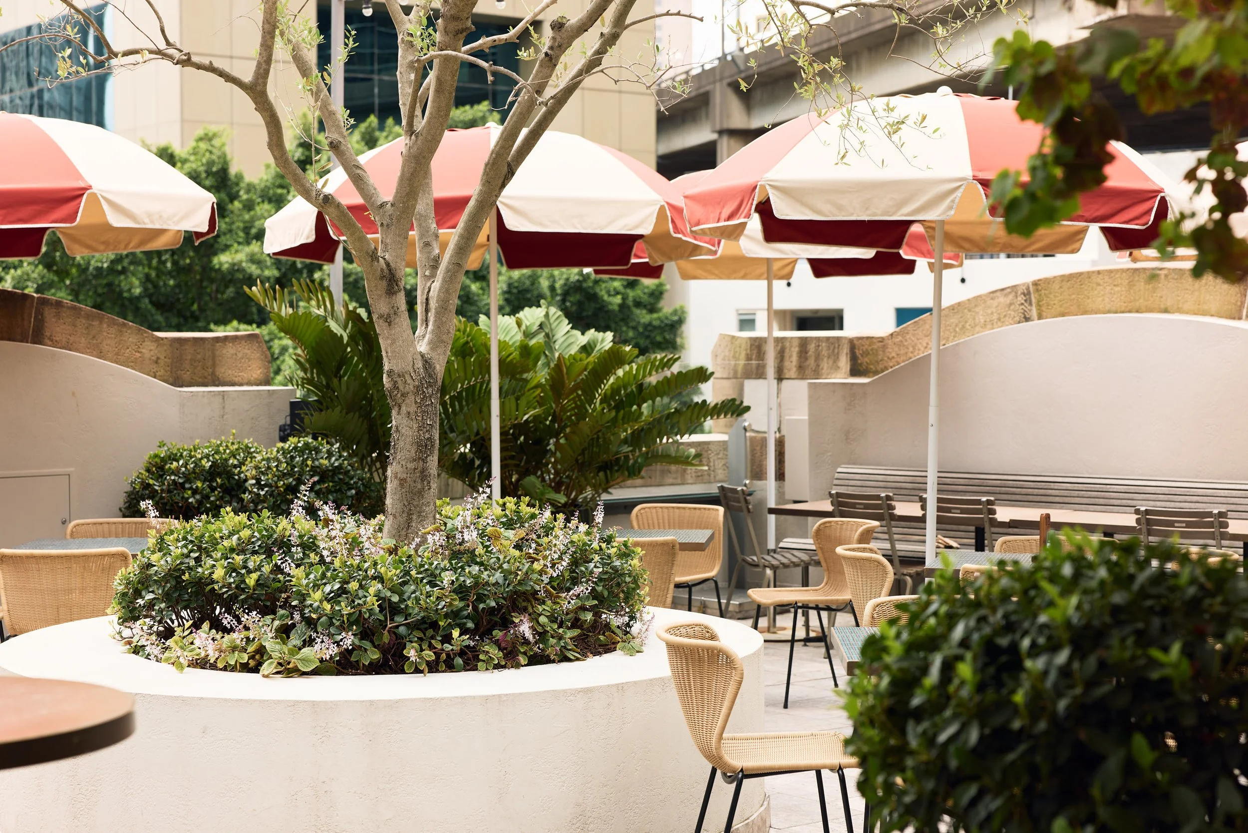 Rooftop seating, umbrellas, trees and shrubs