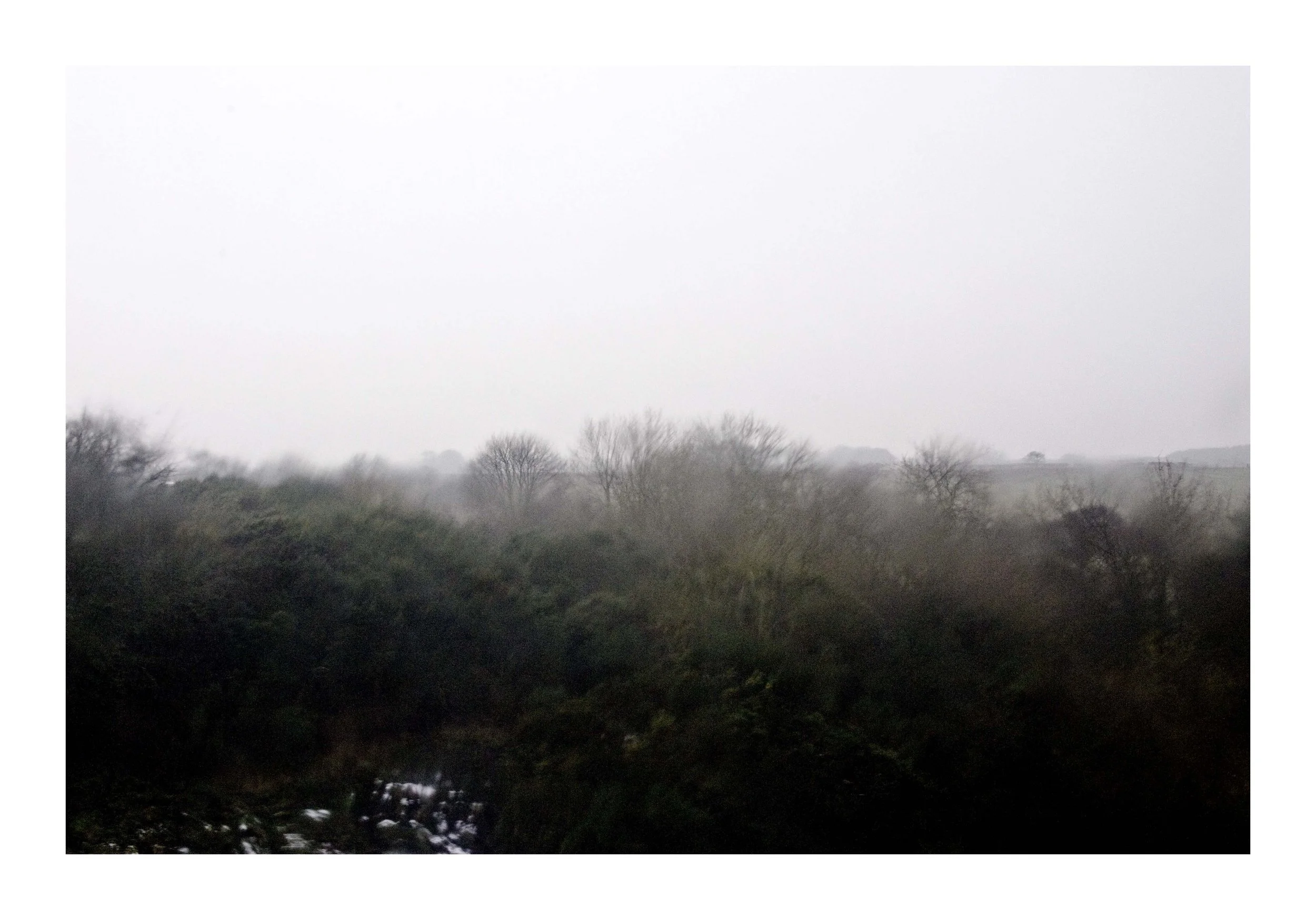 Website_Bushes.jpg