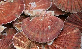 Retour sur la brocante de pêche 2025 à Plourhan
