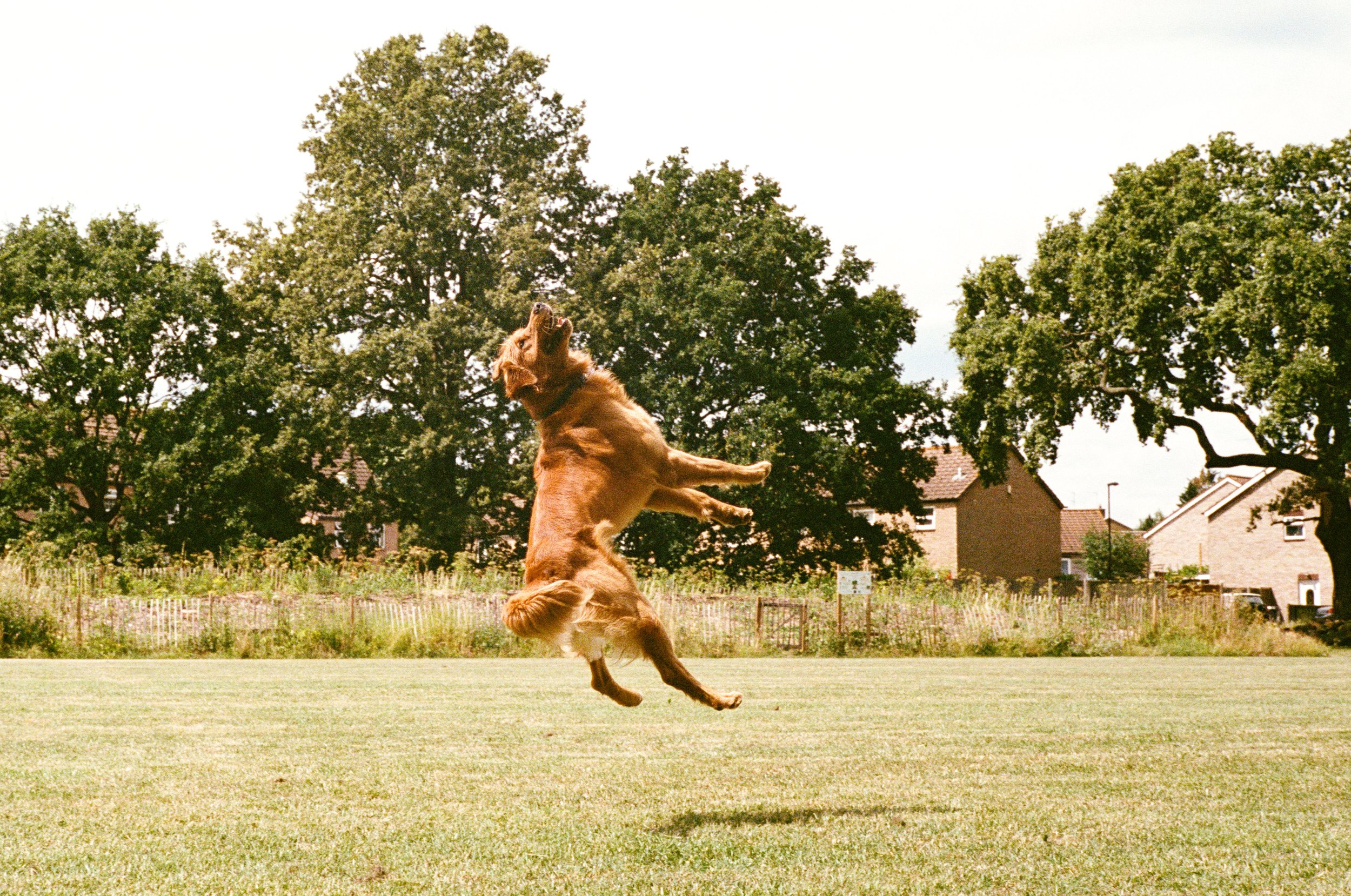 Alf mid flight in Ladywell Fields