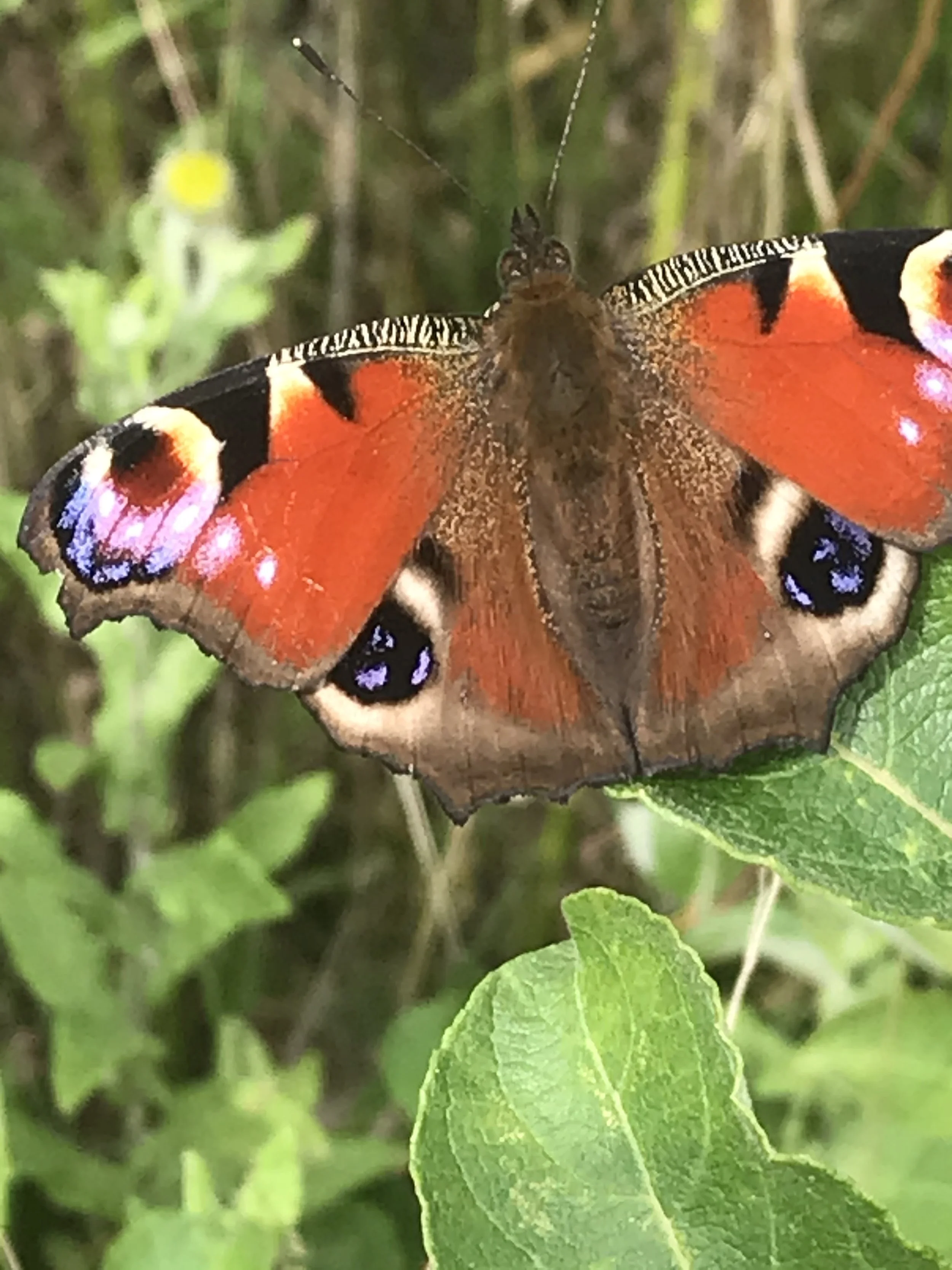 E-Micro Book 'I'm in the Wildlife Garden'