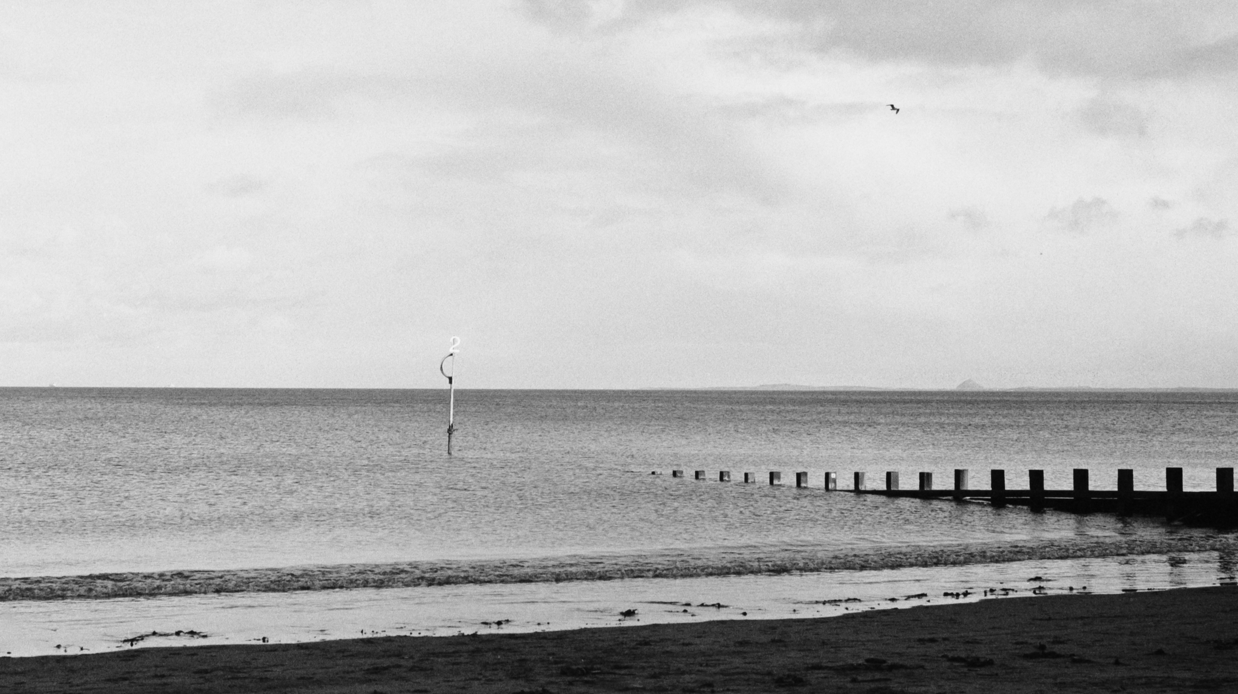 A black-and-white photo of a calm beach with gentle waves, a line of wooden posts in the water, a seagull flying in the sky, and a distant land or island on the horizon.