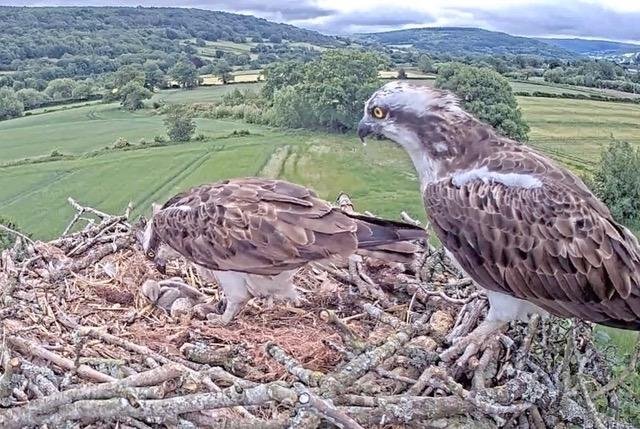 RE-LIVE SOME MORE OF LAST YEAR'S NEST ACTIVITY!