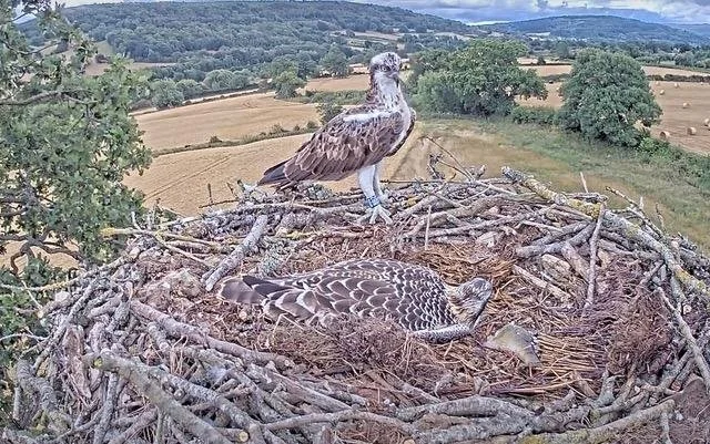 EIGHT MORE VIDEO CLIPS!