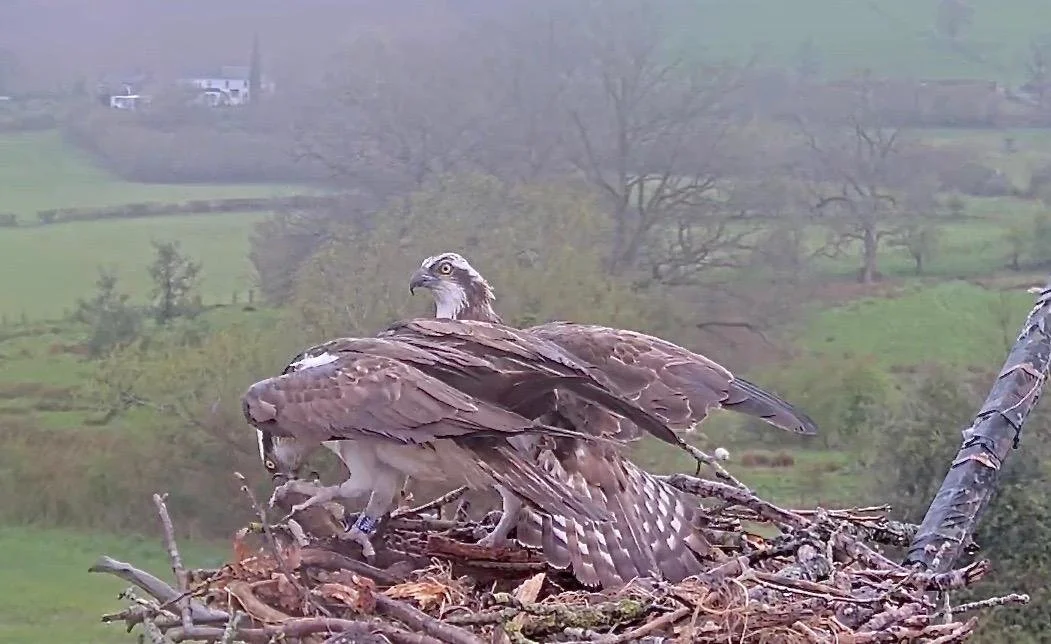 Impertinent Intruder then Technical Hitches