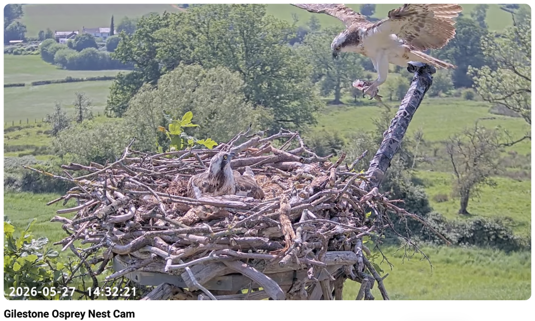 coarse fish arrival nest cam 270526.png