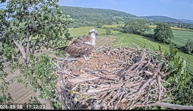 ANNOUNCING THE PITTER-PATTER OF TINY TALONS…