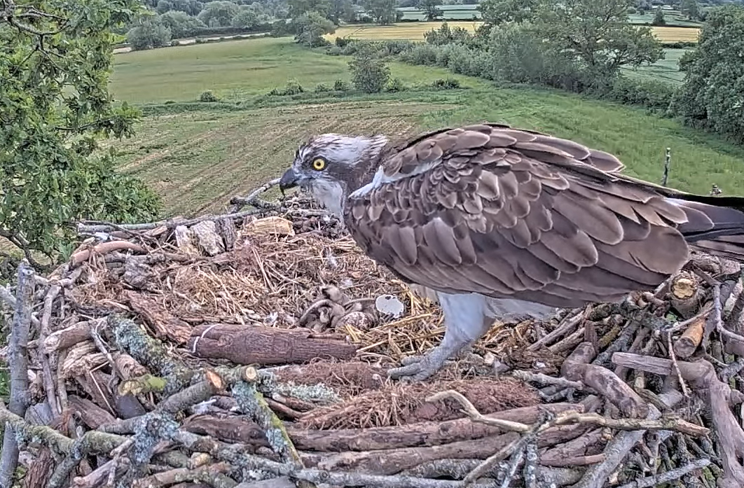 A SECOND CHICK!