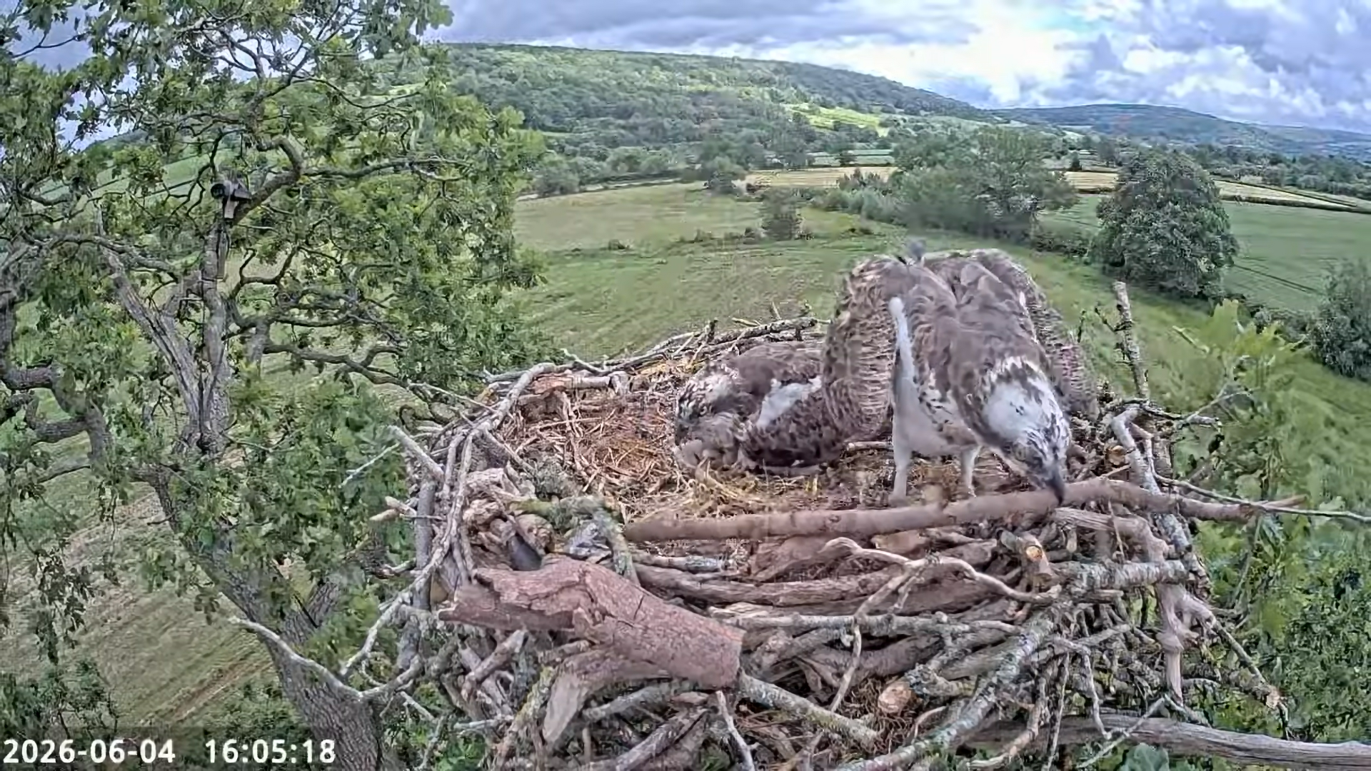 June 4 stick on nest Syfaddan.png