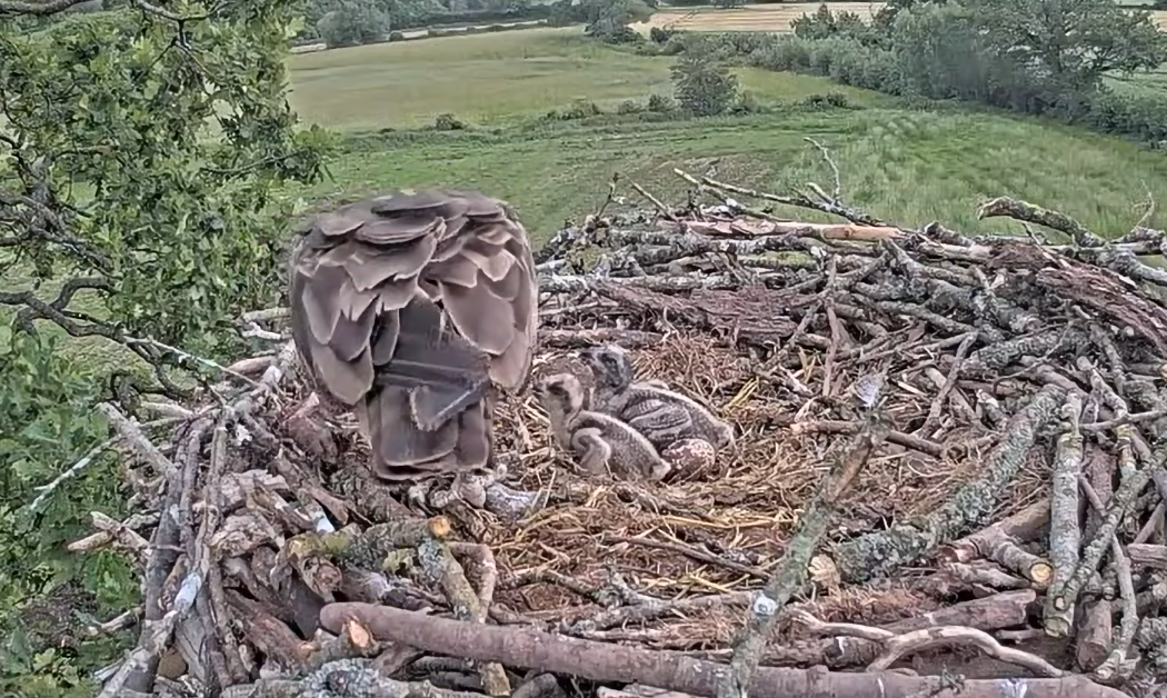 A mixed week for ospreys across Wales