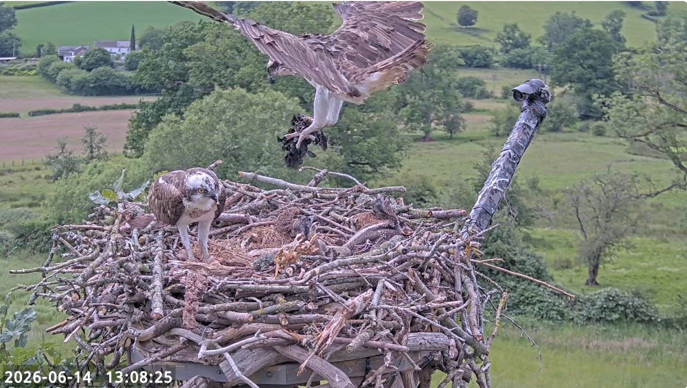 June 16 blog black stuff flying in lower nest cam.PNG