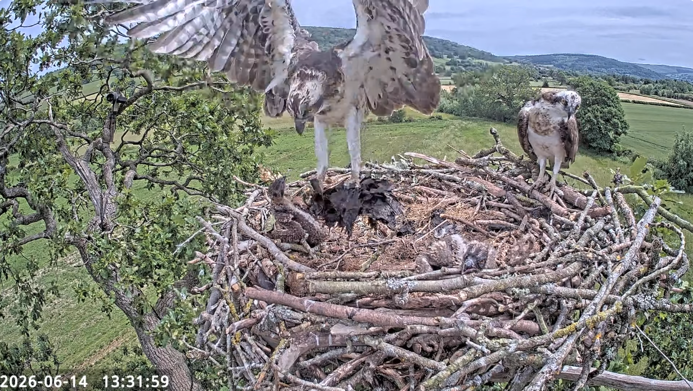 June 16 blog black stuff in nest.PNG