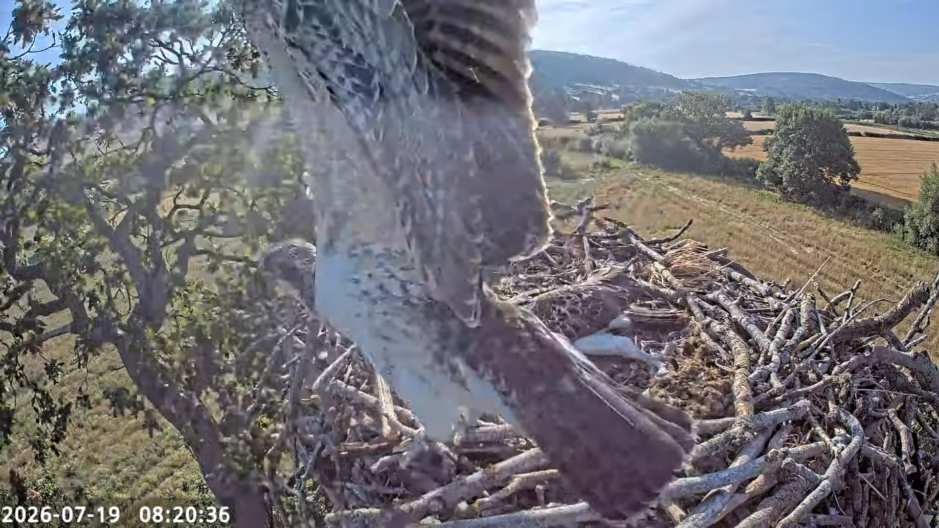 CHICK 1 (0U0) fledges