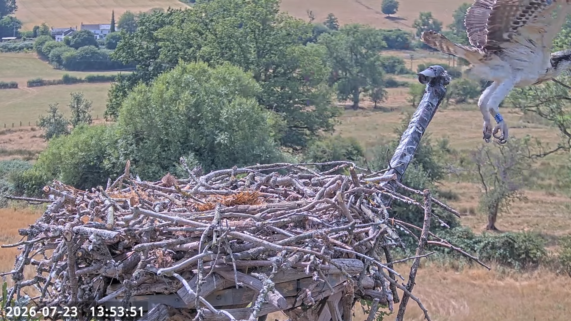 Chick 2 (0U1) Takes Flight