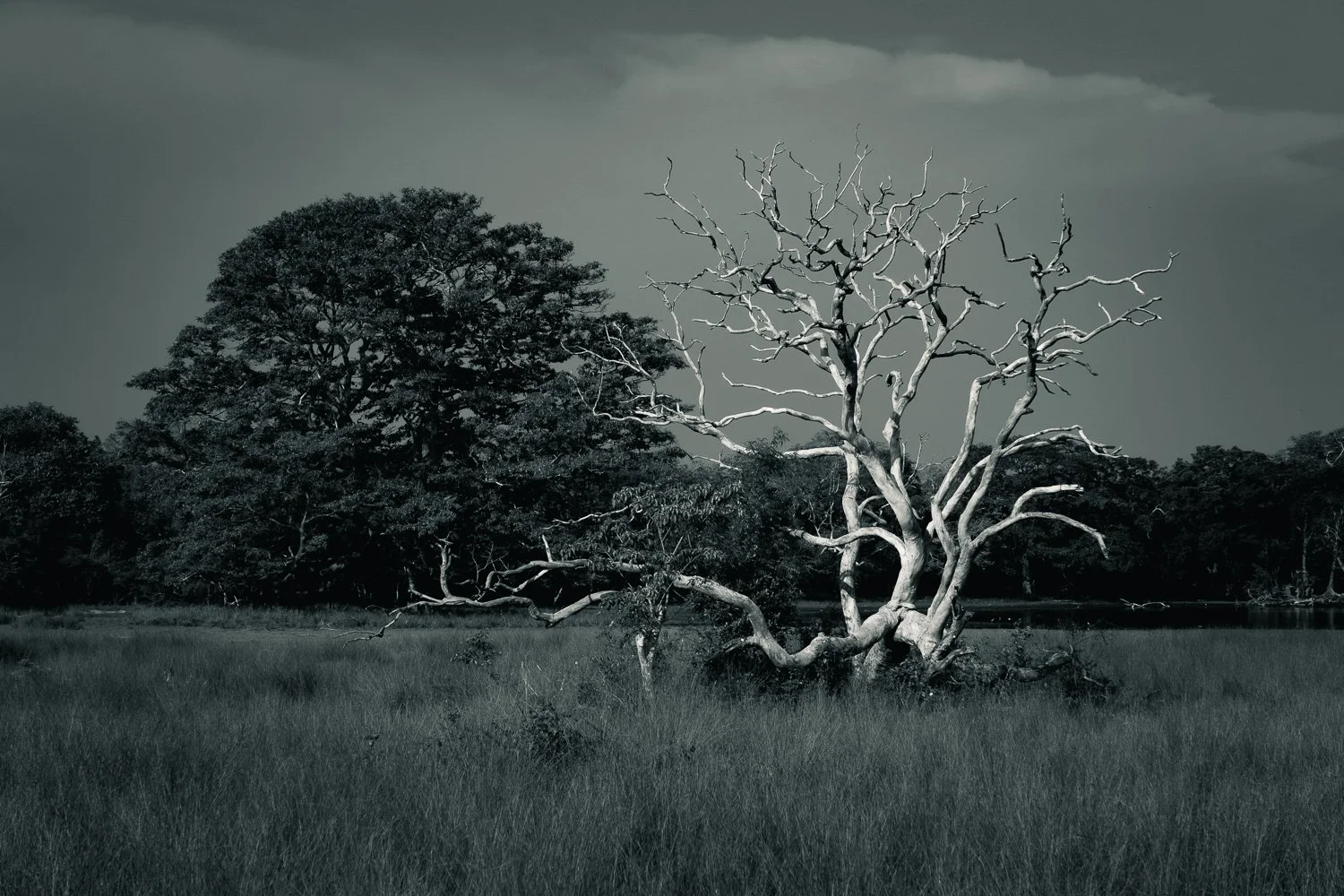 #8 Life and Death, Wilpattu National Park (Copy) (Copy)