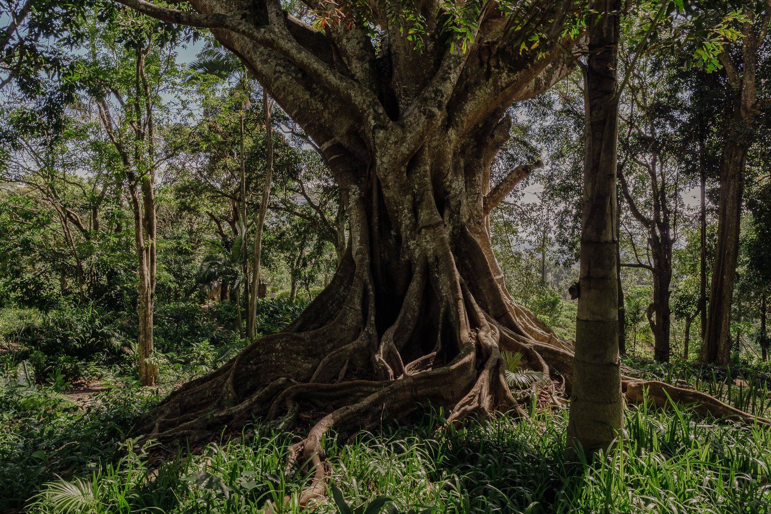 #5 Resurrection, Easter Sunday, Hanthana (Copy) (Copy)