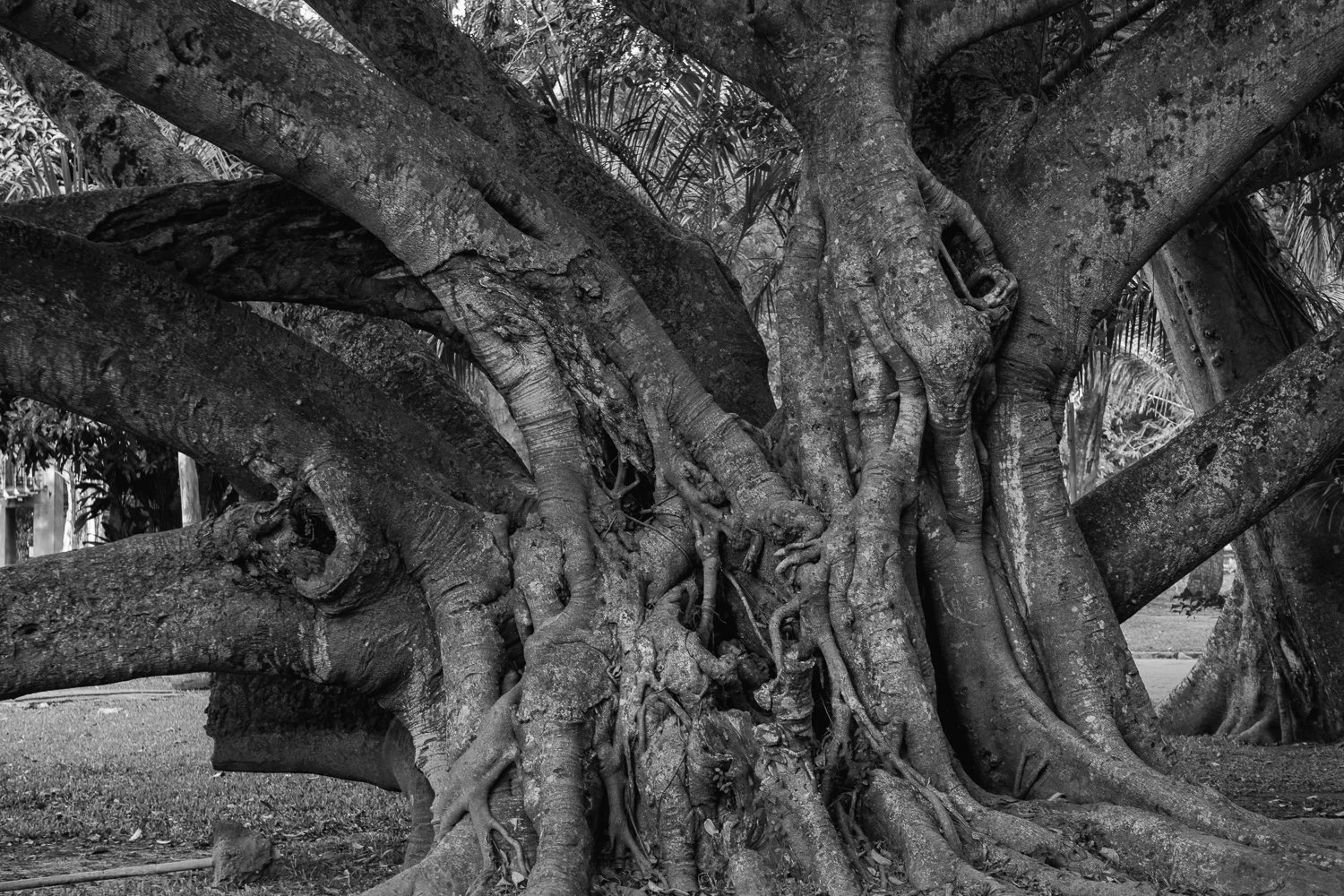 #2 Le Vieux Sage, Colombo Victoria Park (Copy) (Copy)