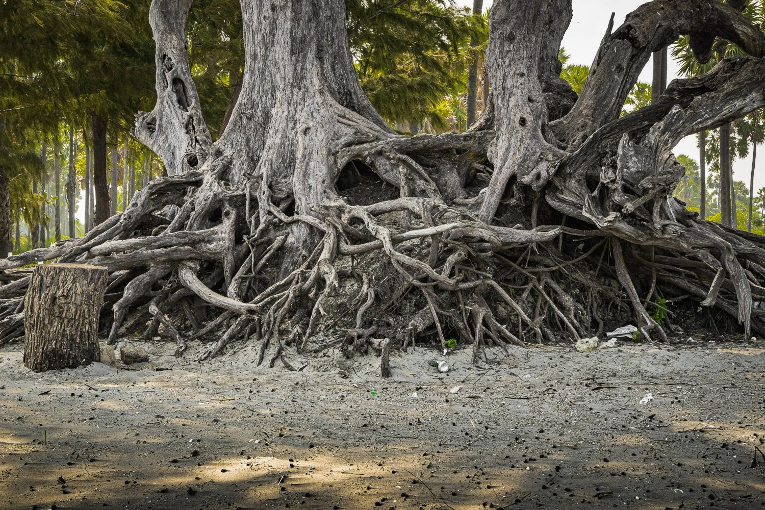 #4 Uprooted, Sakkotei Beach (Copy) (Copy)