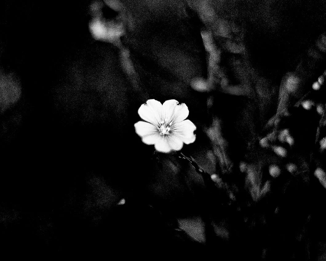 Enrique Mattiacci-  - 002.jpg