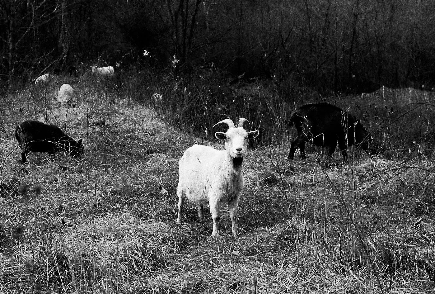 Enrique Mattiacci-  - 014.jpg