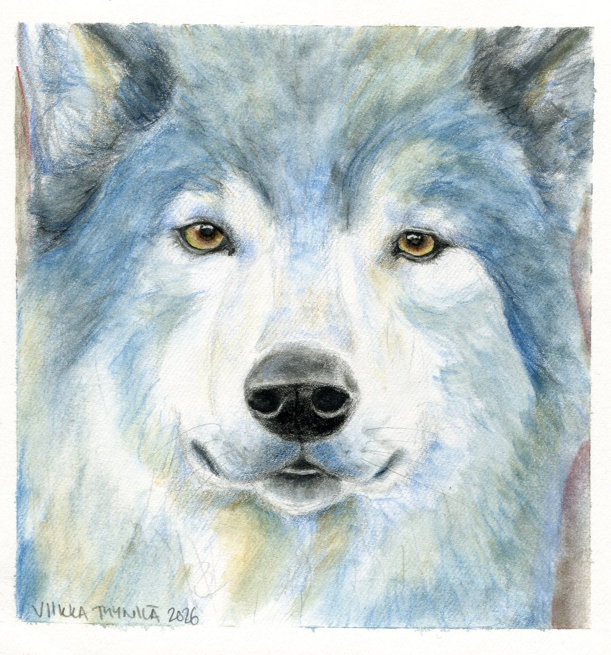 wolf, drawing, aquarelle drawing