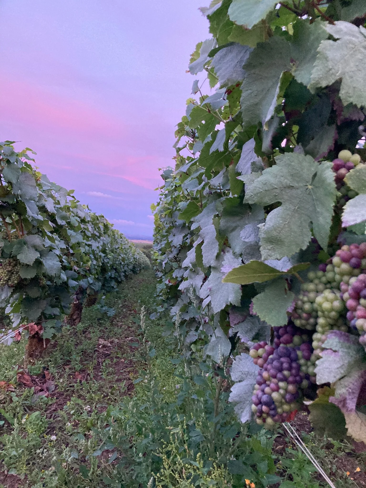 Wijnranken met druiven in een wijngaard bij zonsondergang.