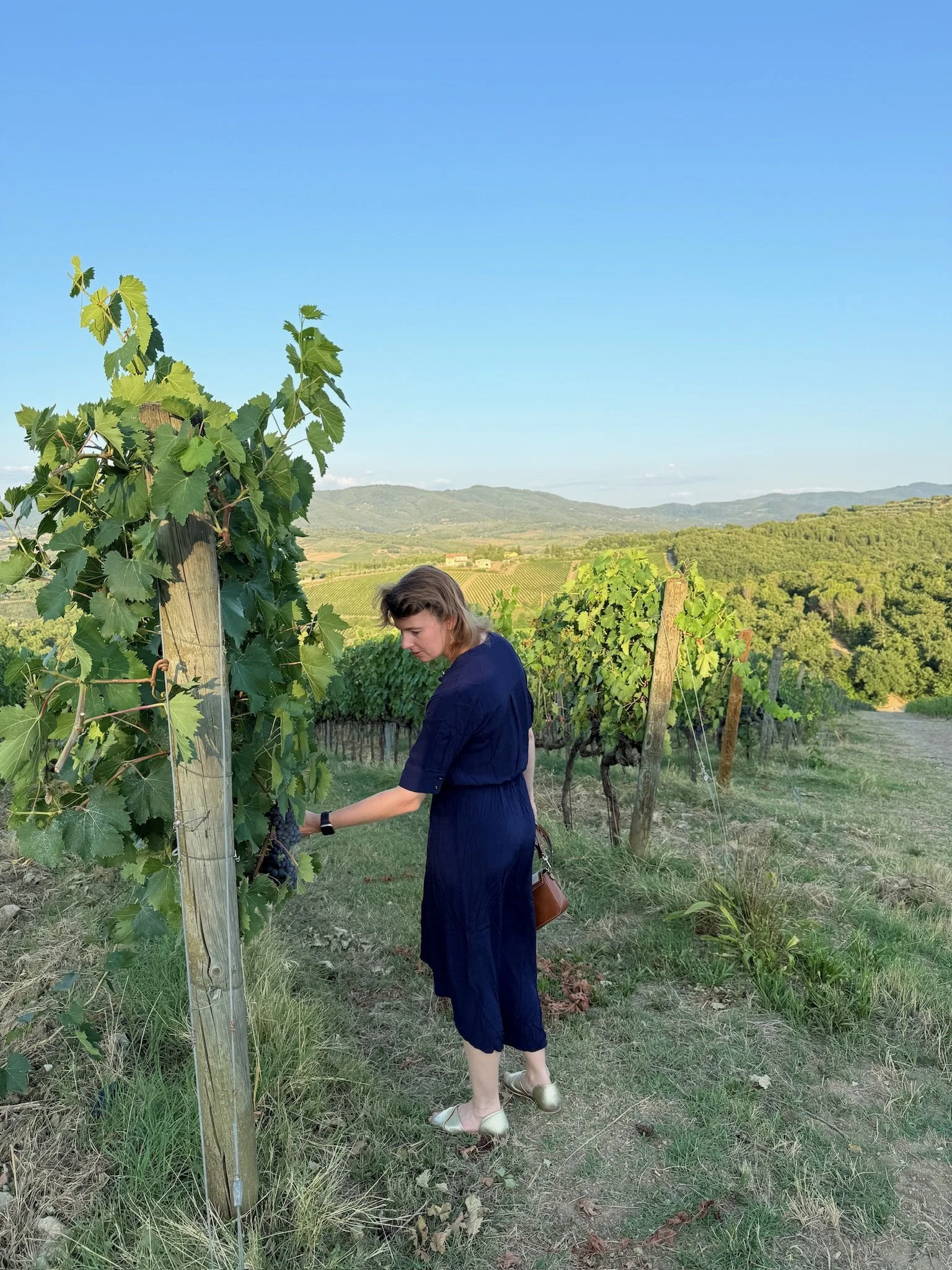 Vrouw plukt druiven in wijngaard met heuvels en blauwe lucht op de achtergrond.
