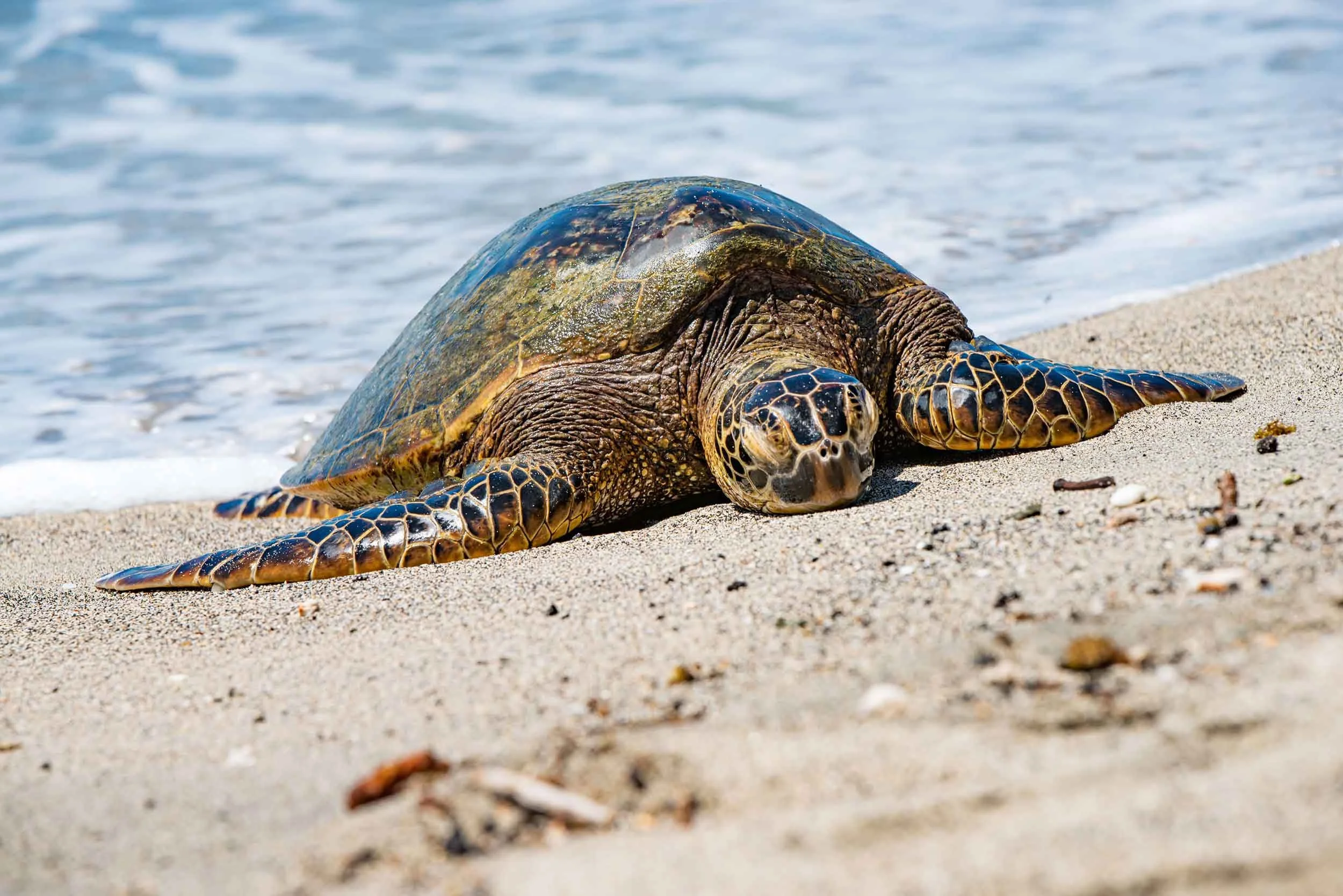 Turtle-(1).jpg