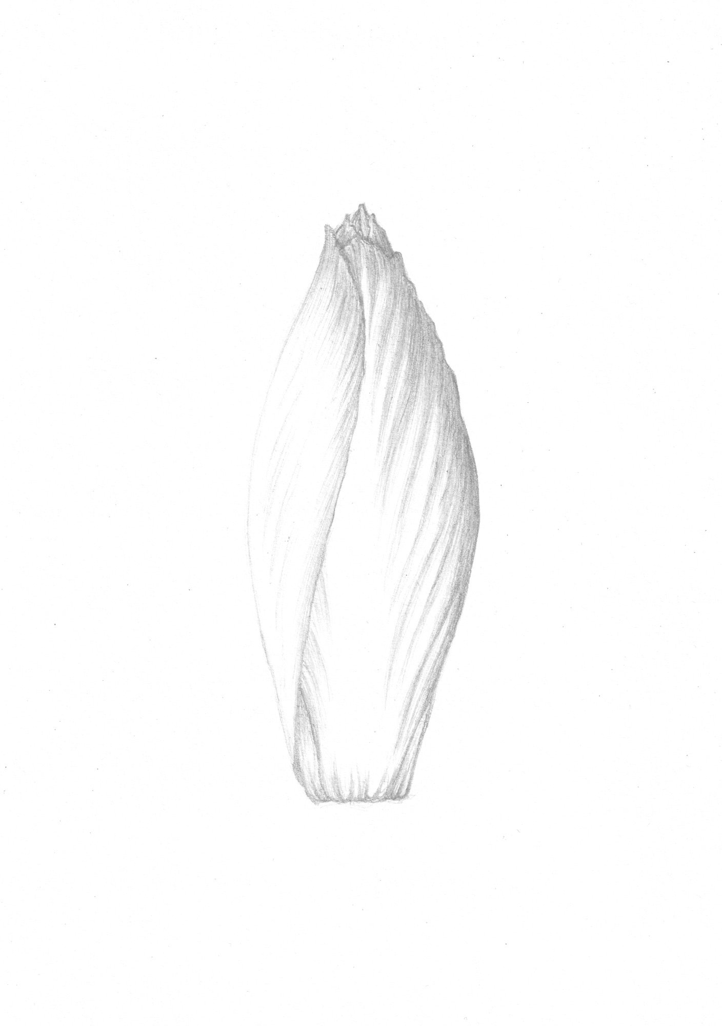 Ceci n'est pas une endive