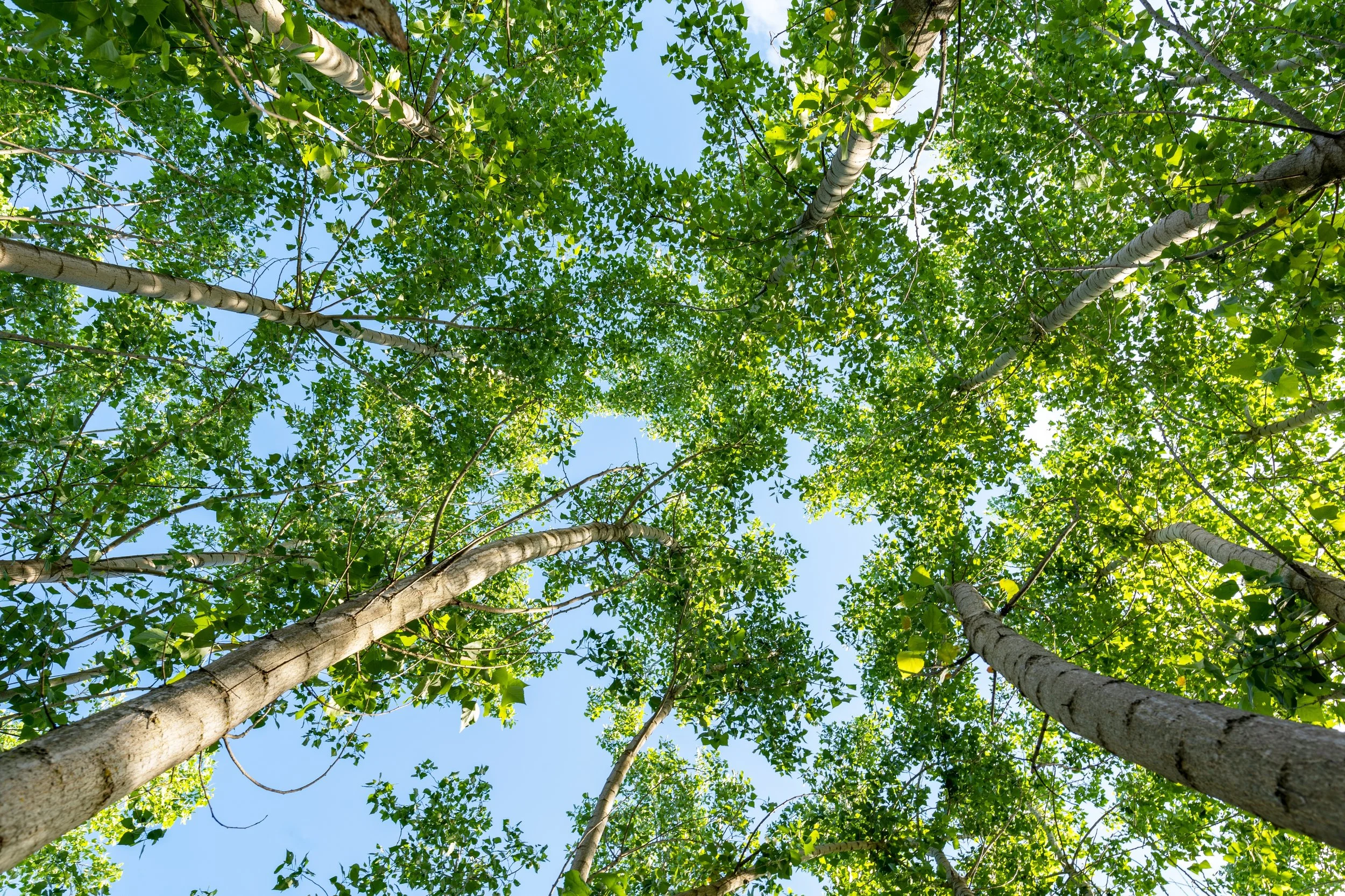 Looking up at tall trees with green leaves and a bright blue sky.