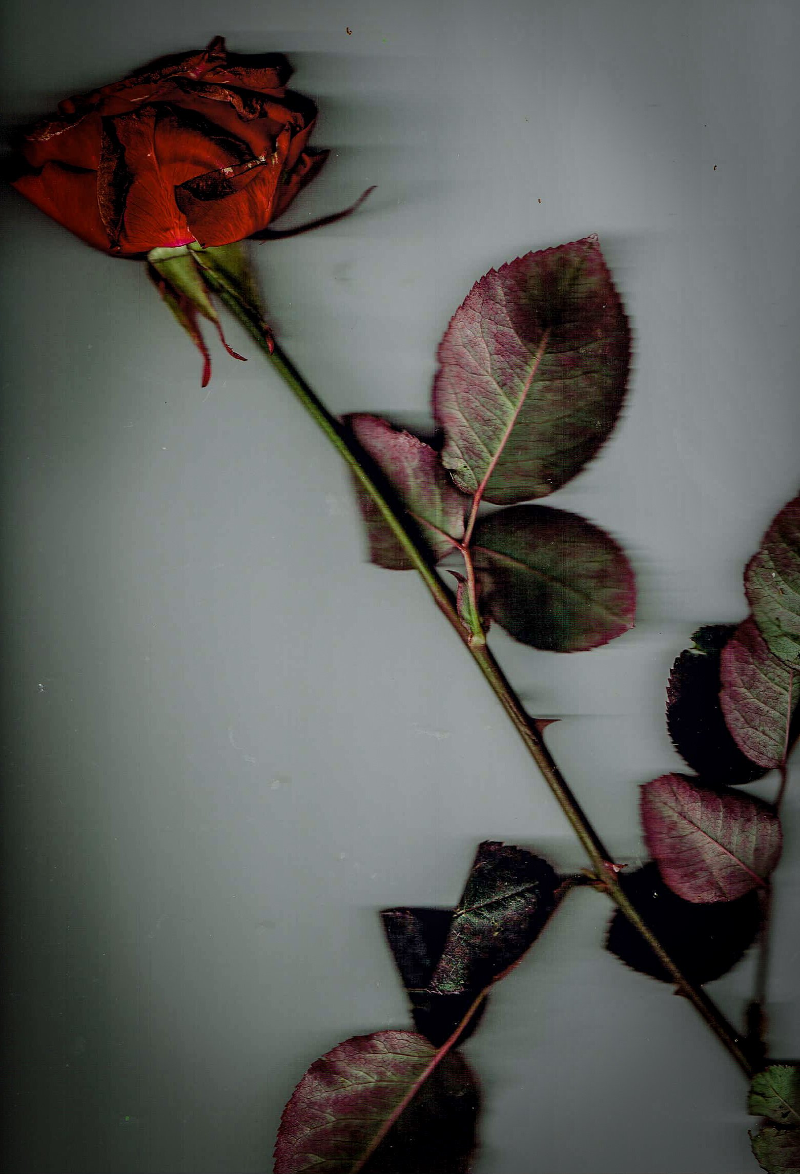 A Rose 7