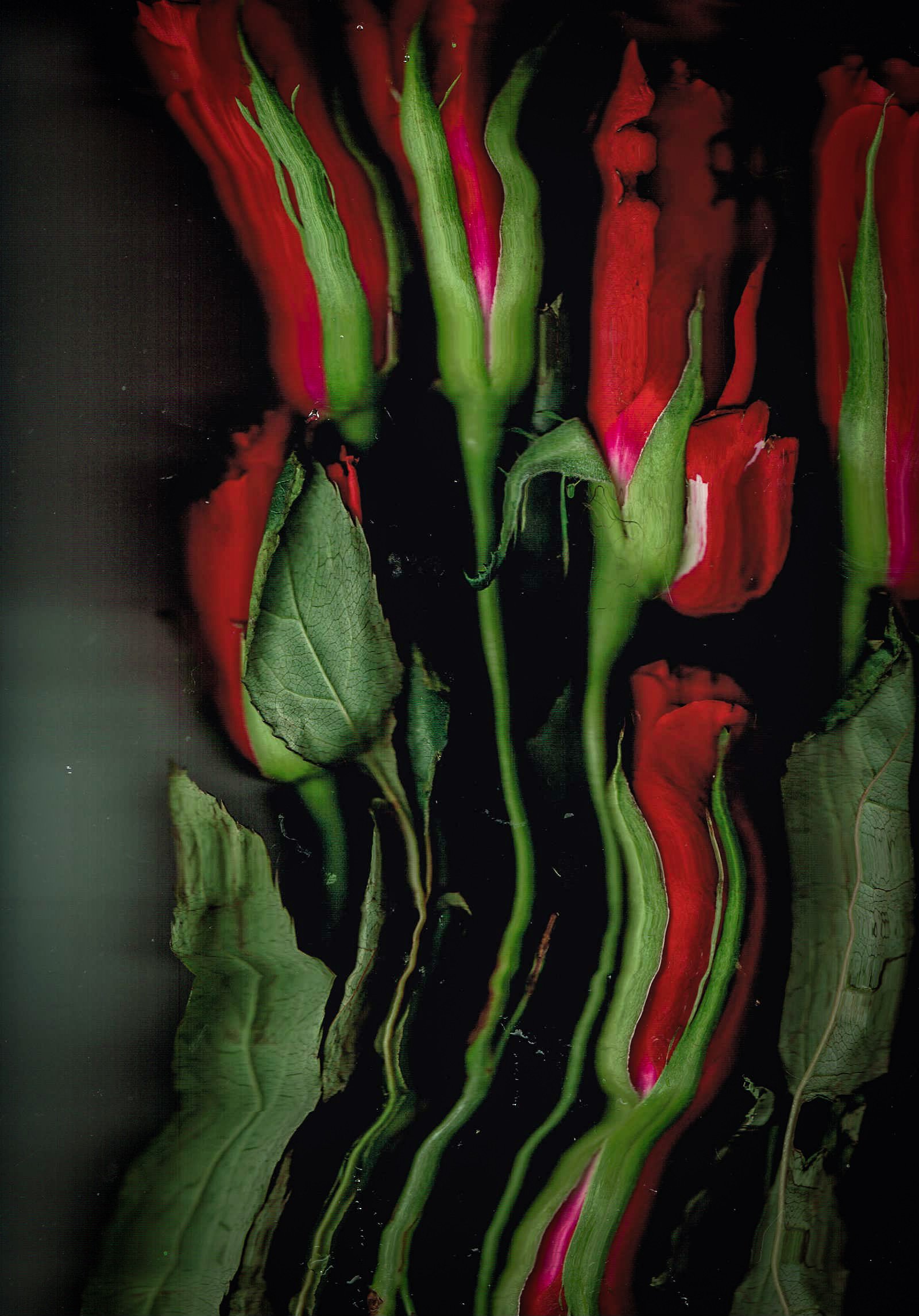 Roses