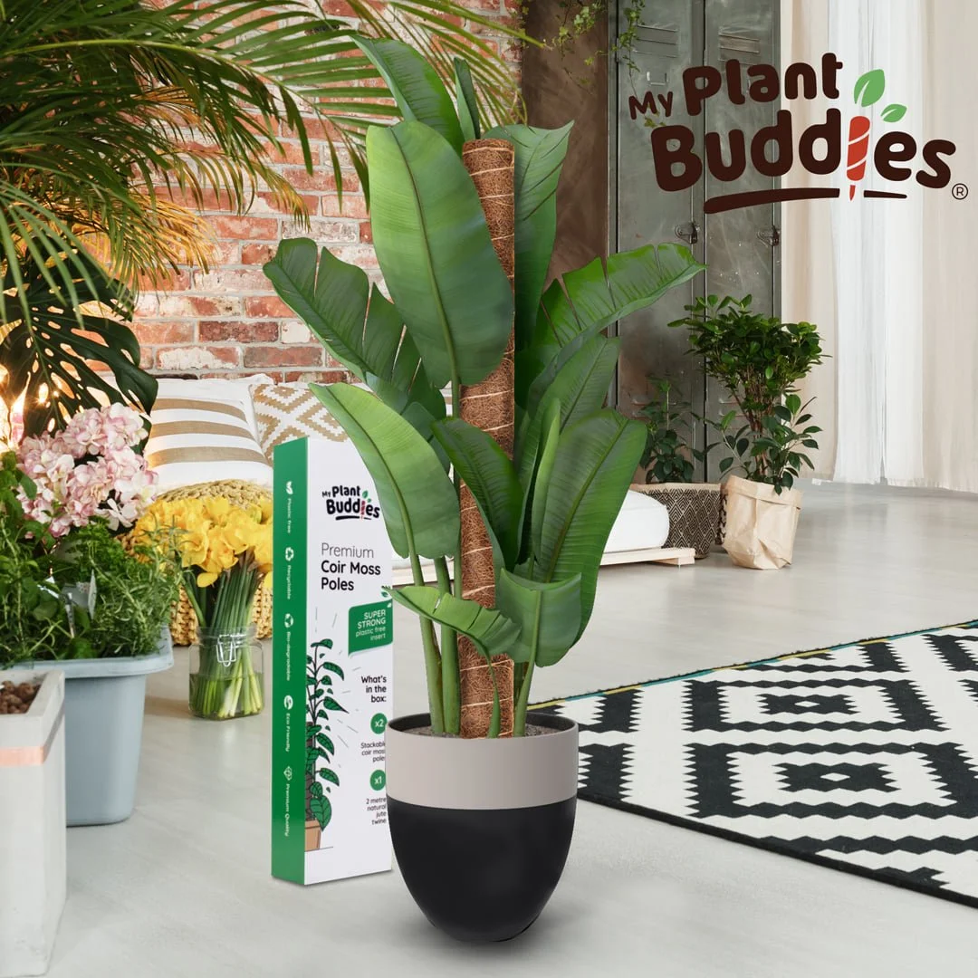 amazon lifestyle plant buddies.jpg